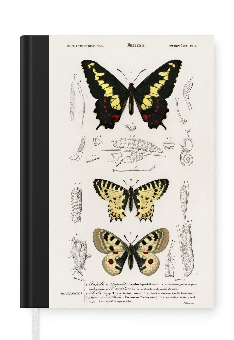 - MuchoWow Haushaltsbuch - Journal, A5, Vintage Seiten, Insekten, Notizbuch 98 Merkzettel, Notizheft, Tagebuch, Schmetterling