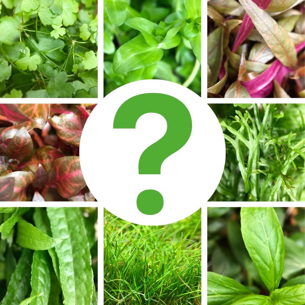 Aquaone Wasserpflanze Spar-Set 3 Aquarium Pflanzen unserer Wahl Nr.133