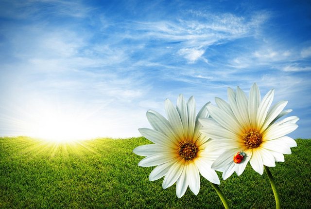 Papermoon Fototapete »Spring Daisies«, glatt-Otto