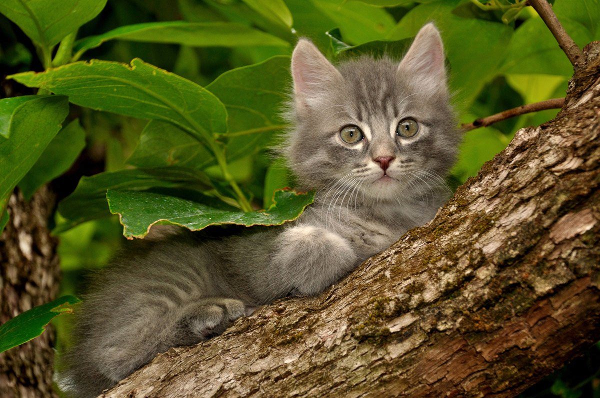 Papermoon Fototapete Katze im Baum