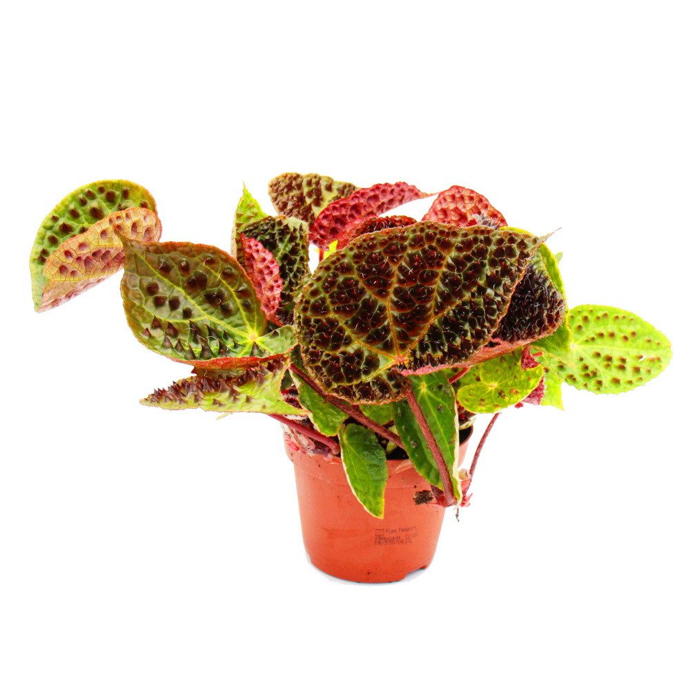 Exotenherz Zimmerpflanze Wilde Begonia ferox spektakuläre Blattpflanze Rarität 12cm Topf