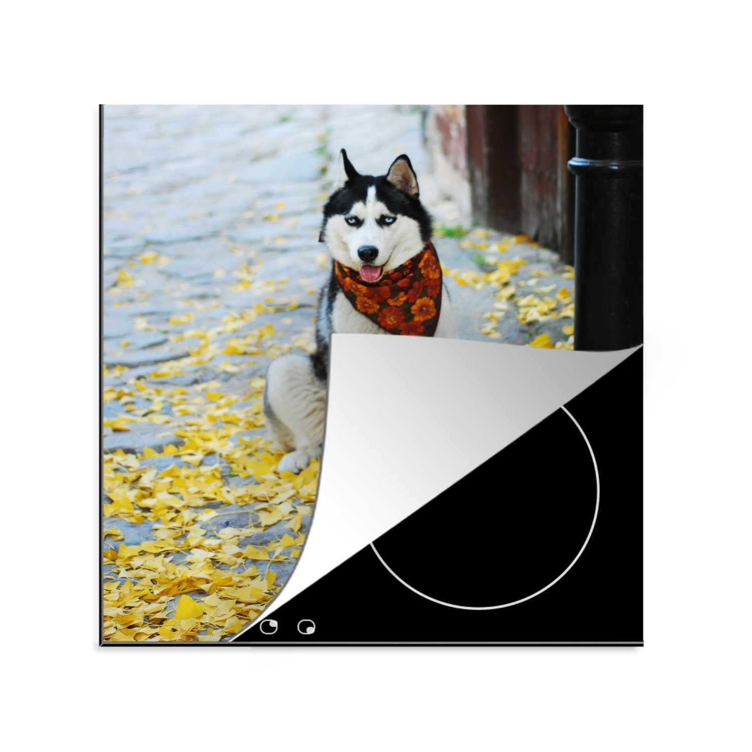 MuchoWow Herdblende-/Abdeckplatte Hund - Herbst - Husky, Vinyl, (1 tlg), 78x78 cm, Ceranfeldabdeckung, Arbeitsplatte für küche