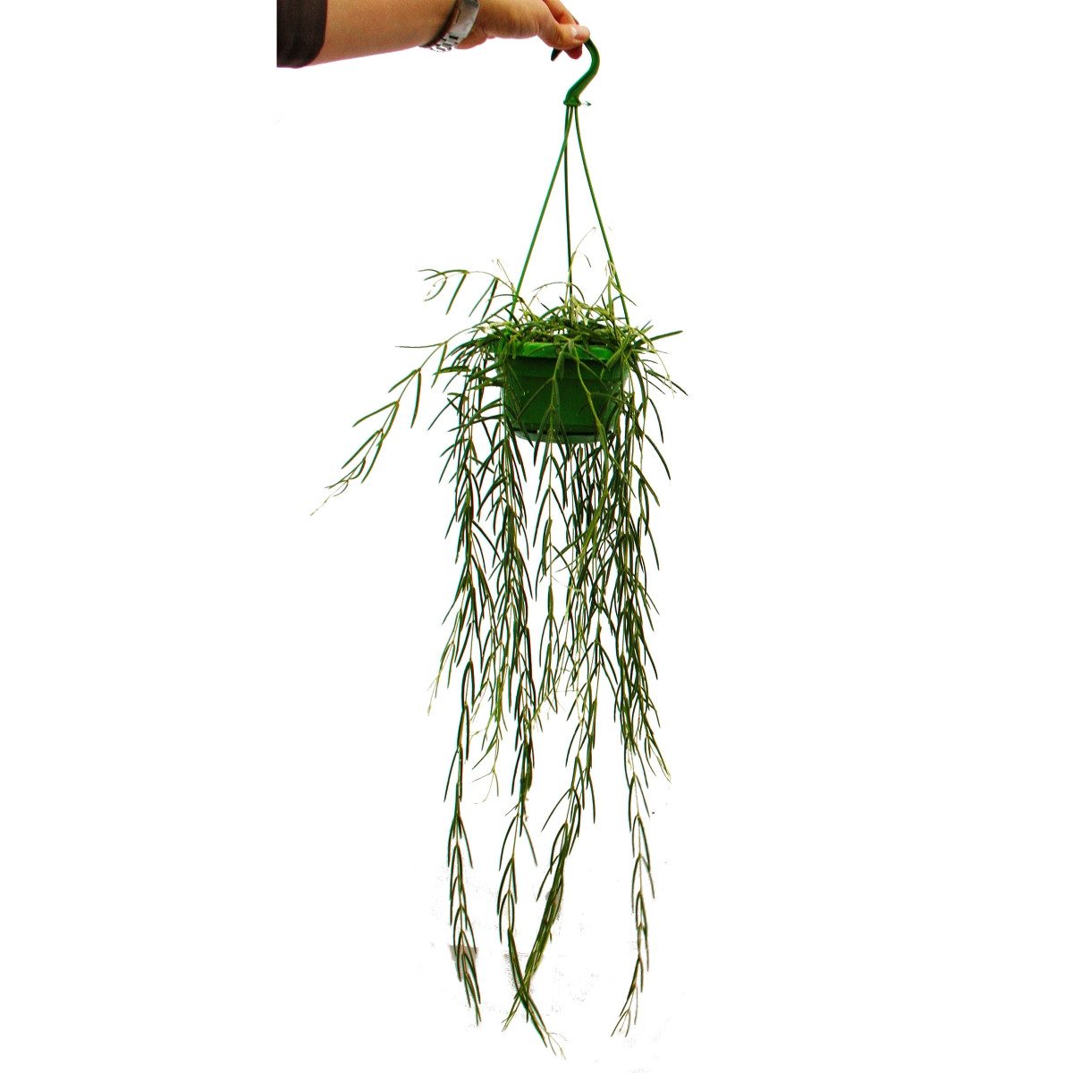 Exotenherz Zimmerpflanze Zimmerpflanze zum Hängen - Hoya linearis - Wachsblume 12cm Ampel