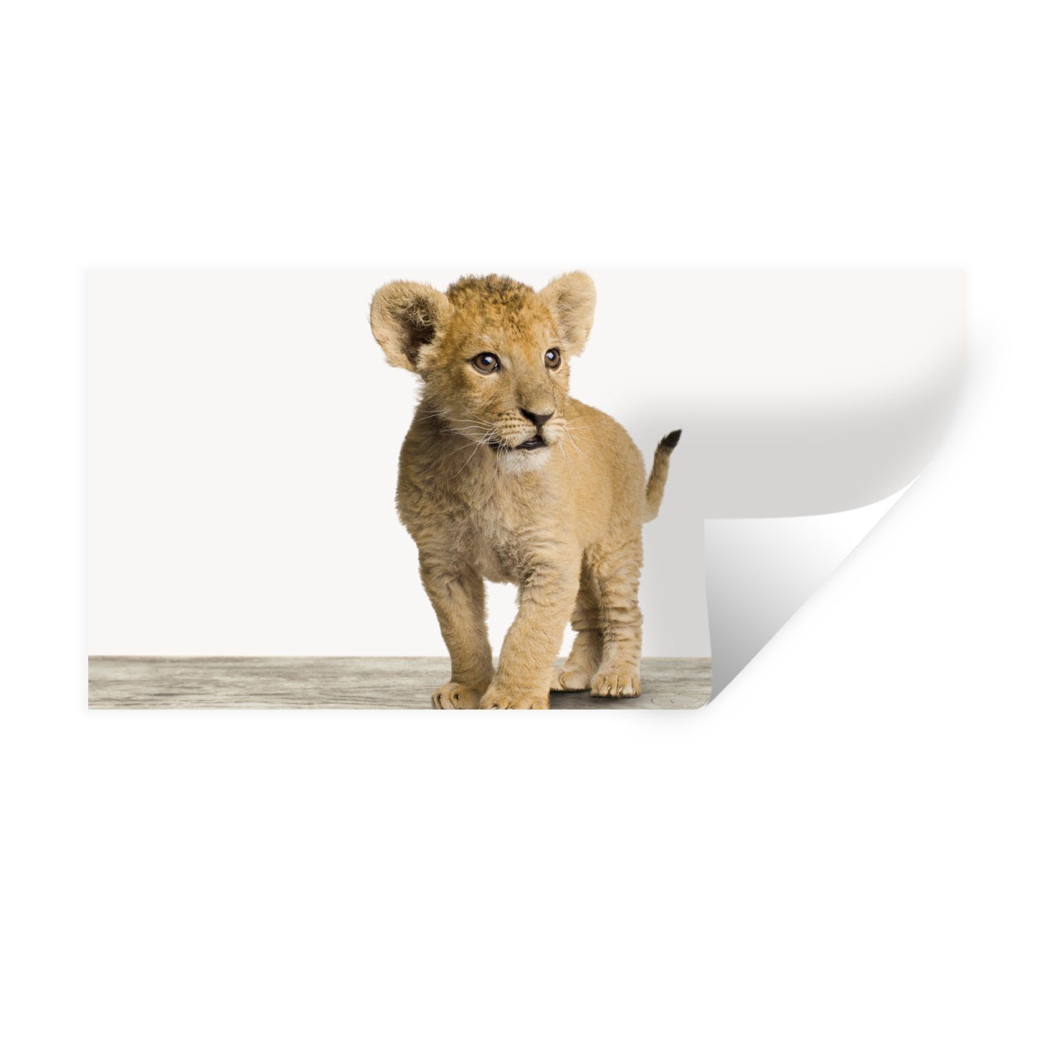 MuchoWow Wandsticker Löwe - Junge - günstig online kaufen