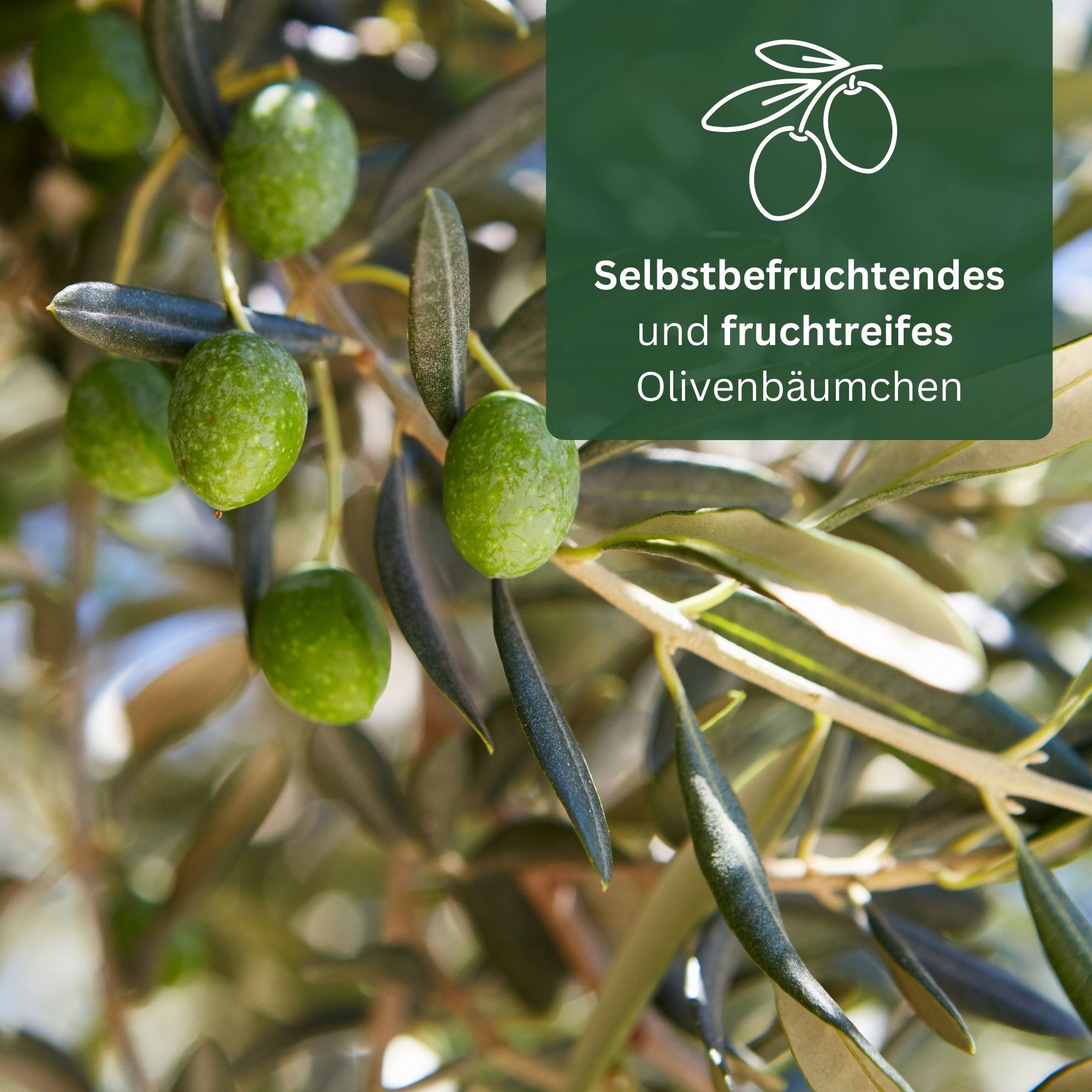 Meine Orangerie Olivenbaum Stämmchen - Olea europaea, echte Olive, fruchtreifes Bäumchen in Gärtnerqualität