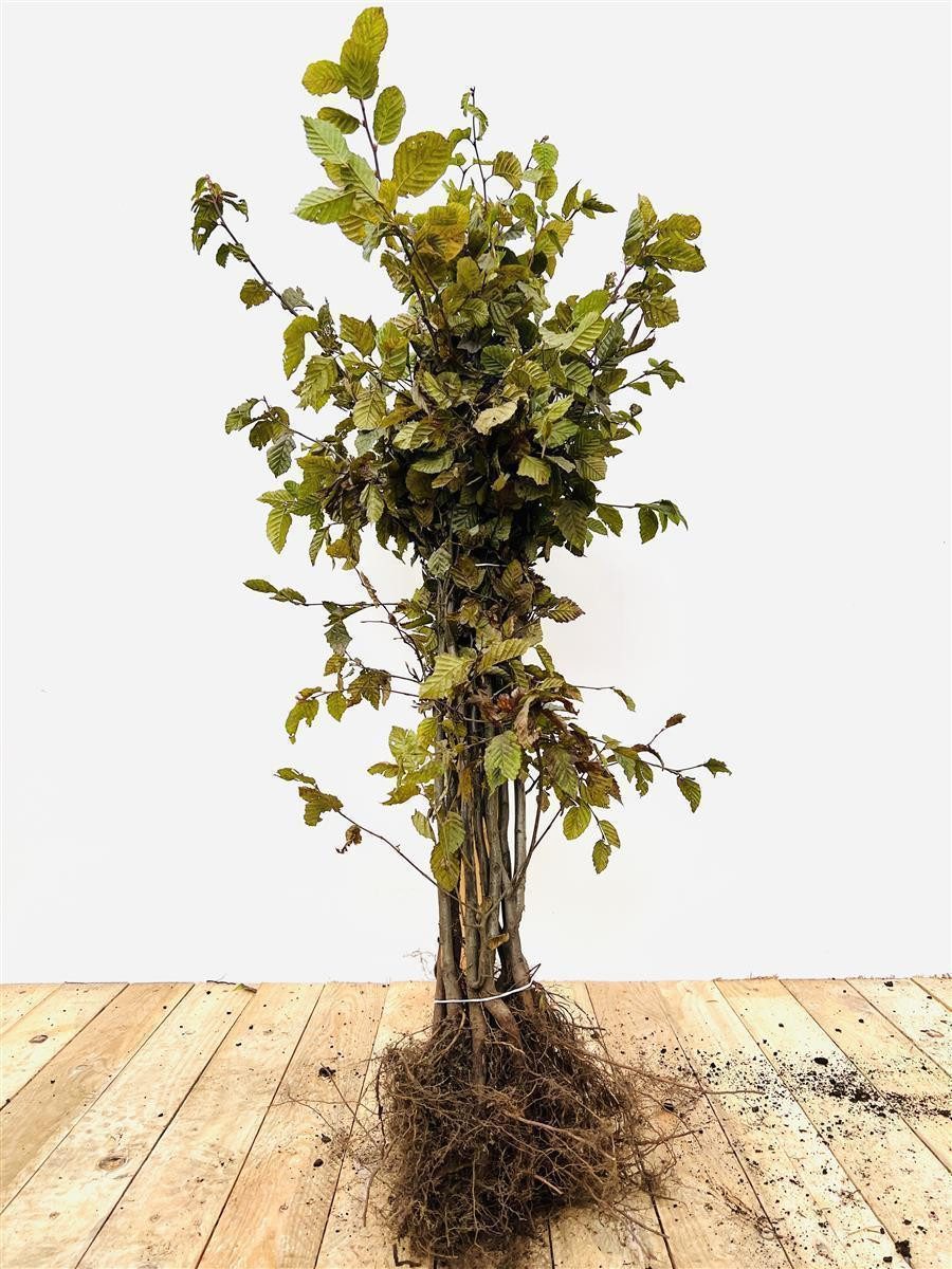 Pflanzen für Dich Baum Carpinus betulus, 1 St., Hainbuche, Weißbuche, laubabwerfend, schnittverträglich