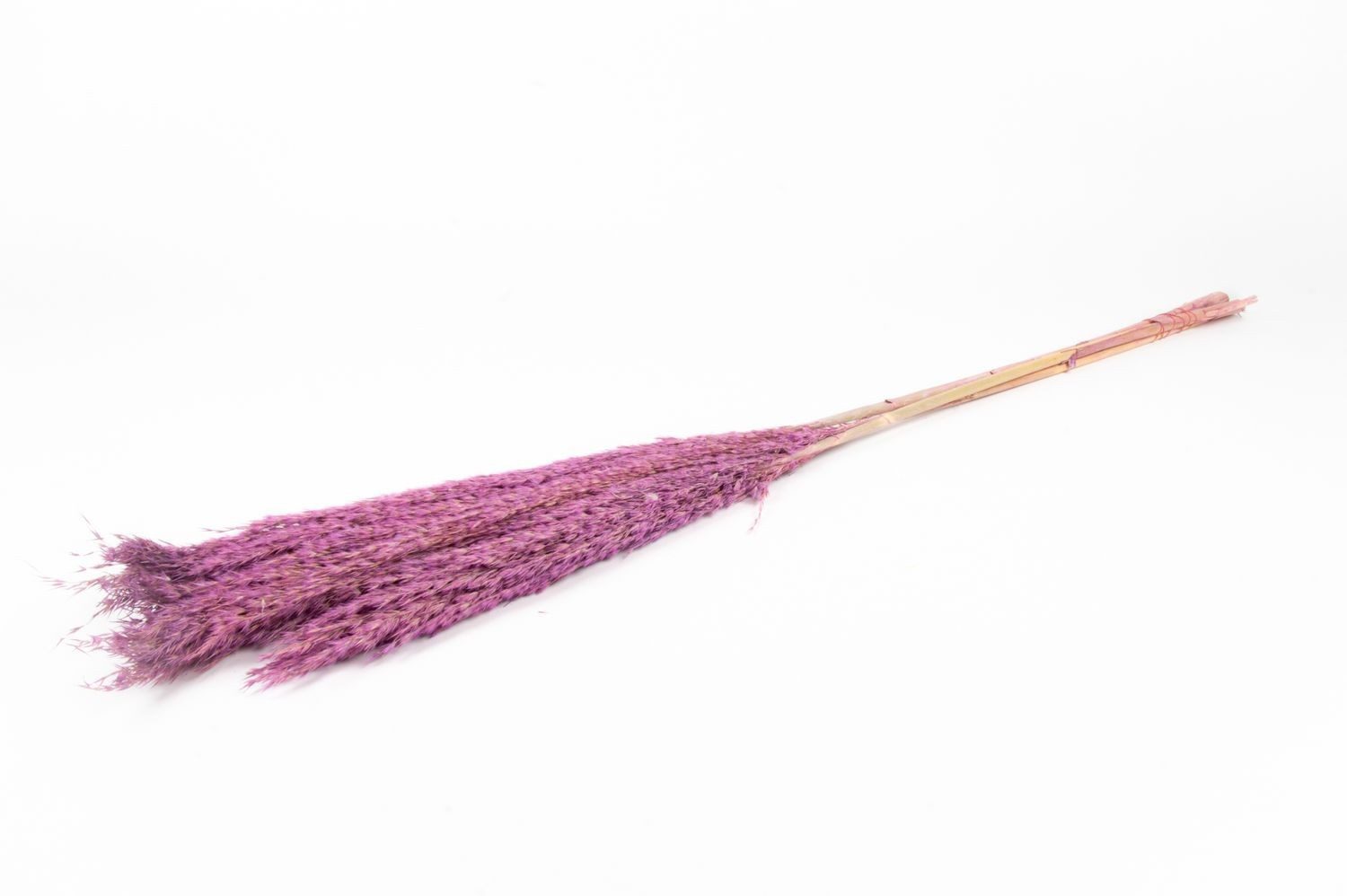 Trockenblume Schilf getrocknet DONJETA, lila, 115-120cm, Ø15cm, INNA-Glas, Höhe 120.0 cm