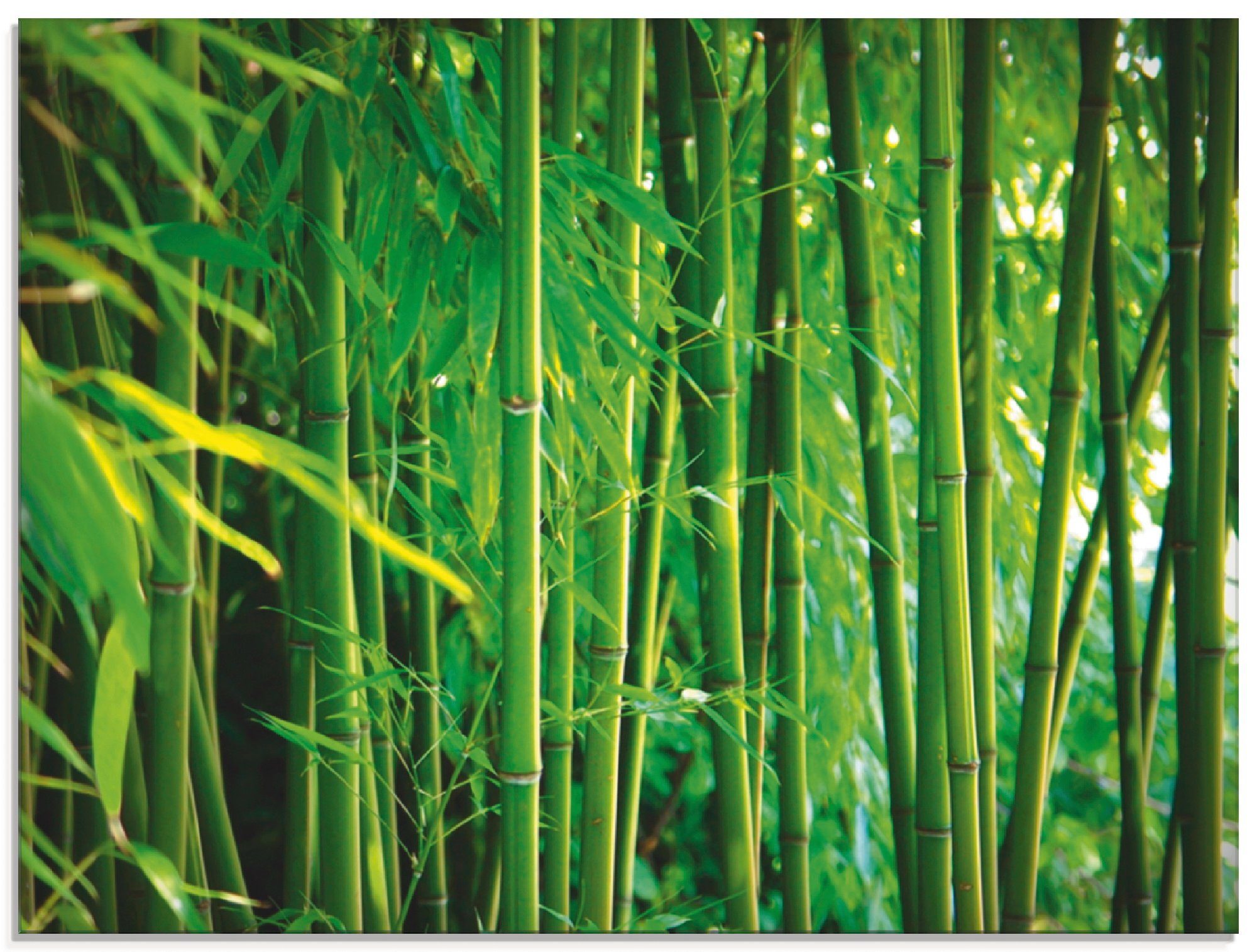 Glasbild verschiedenen Bambus, Größen Artland Gräser St), in (1