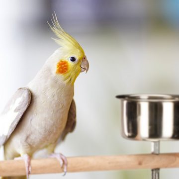 relaxdays Vogelkäfig Freisitz Papageien