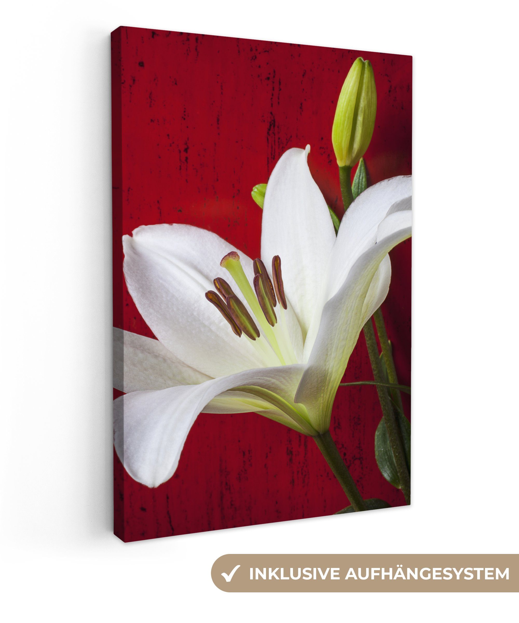 OneMillionCanvasses® Leinwandbild Weiße Lilie vor bespannt roten fertig Wand, cm inkl. einer (1 20x30 Zackenaufhänger, St), Leinwandbild Gemälde