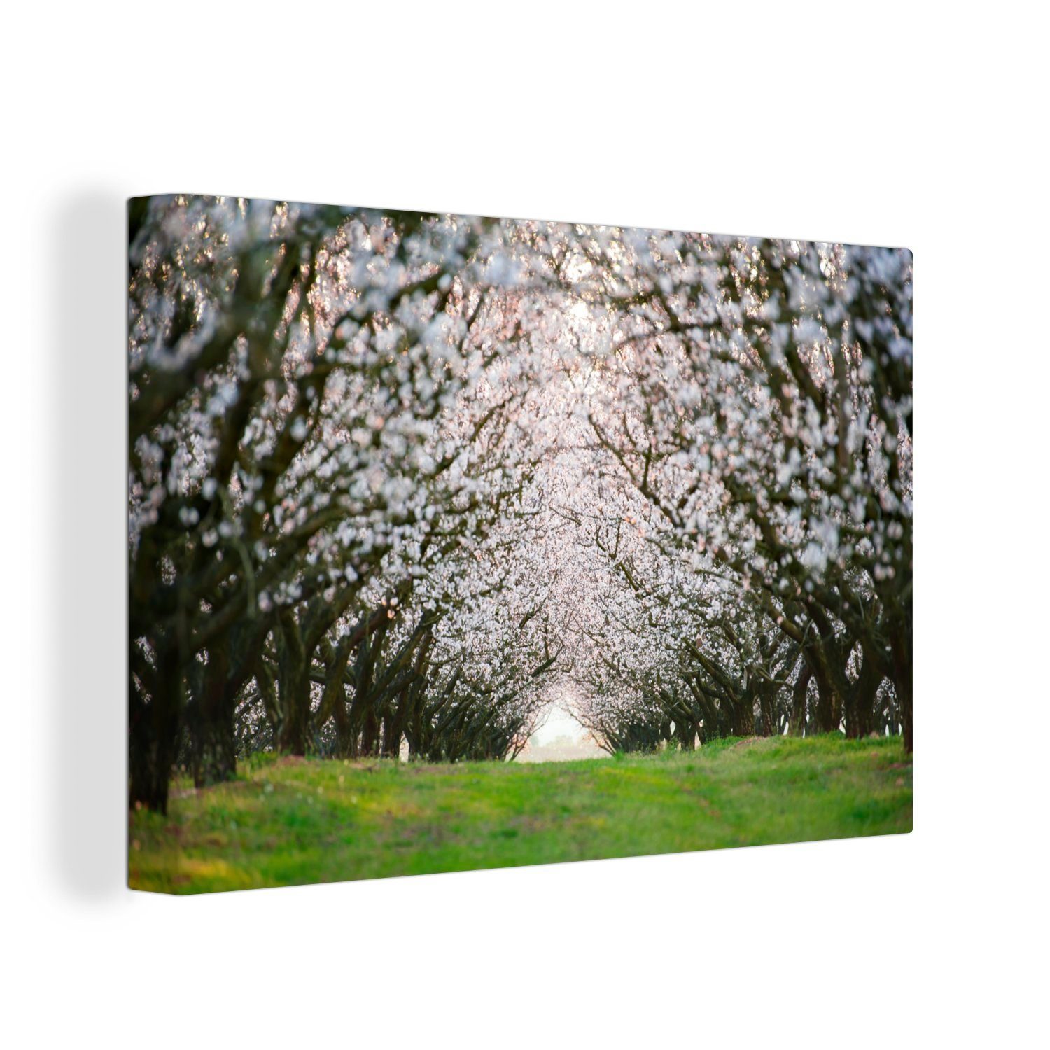 OneMillionCanvasses® Leinwandbild St), Wandbild blühenden Aufhängefertig, Tunnel Leinwandbilder, cm Mandelbäumen, (1 30x20 zwischen Wanddeko, den