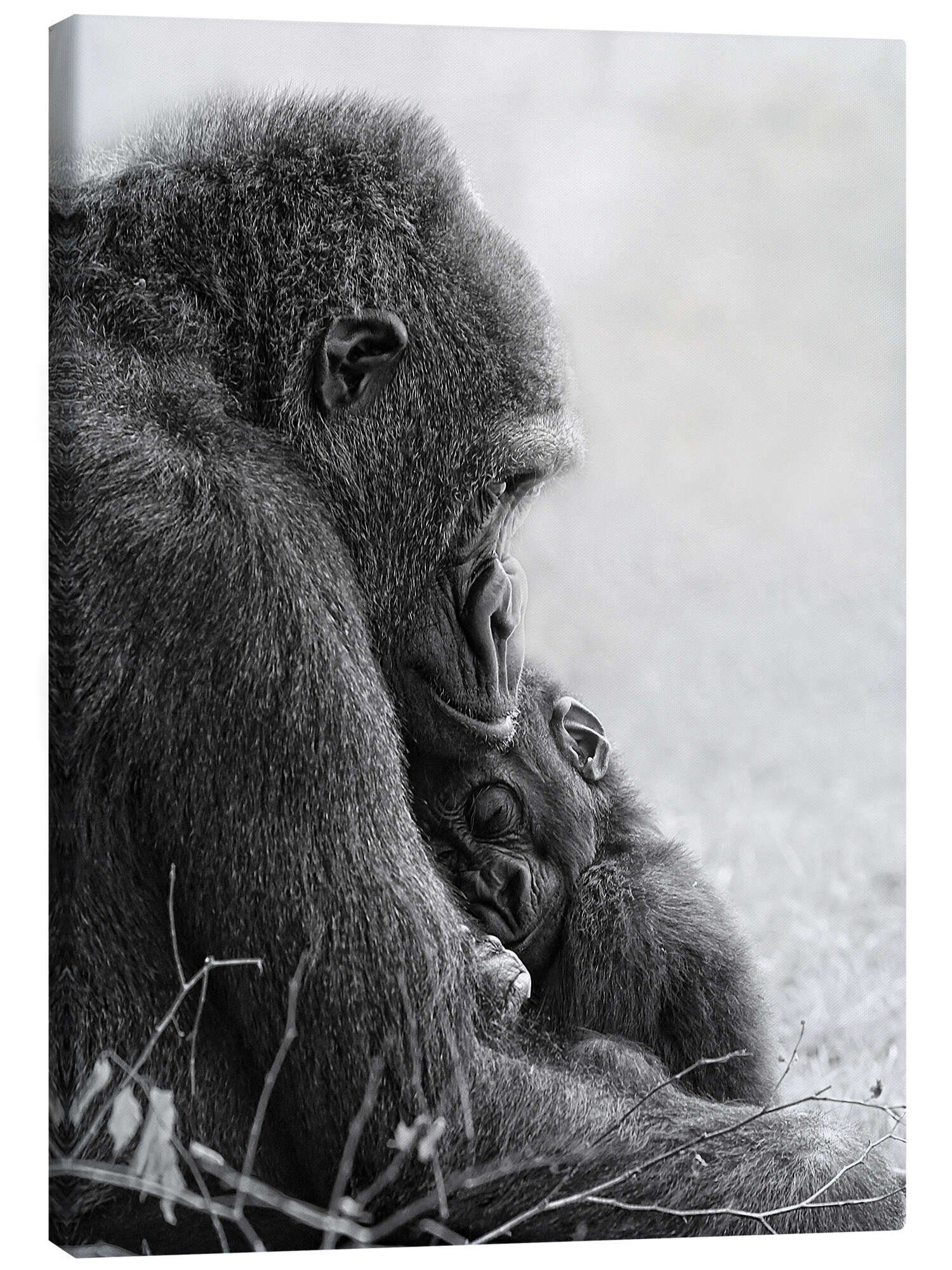 Posterlounge Wandbild Mutterliebe mit Baby Gorilla, Holger Bücker (BuPix), erhältlich als Poster, Leinwandbild, Wandsticker oder Acrylglasbild
