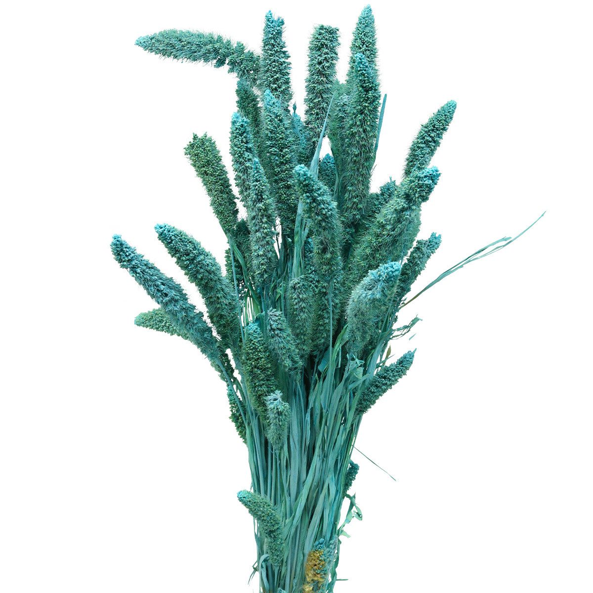 Trockenblume Trockenblumen Setaria Pumila Blau 65cm 200g Borstenhirse Deko Boho