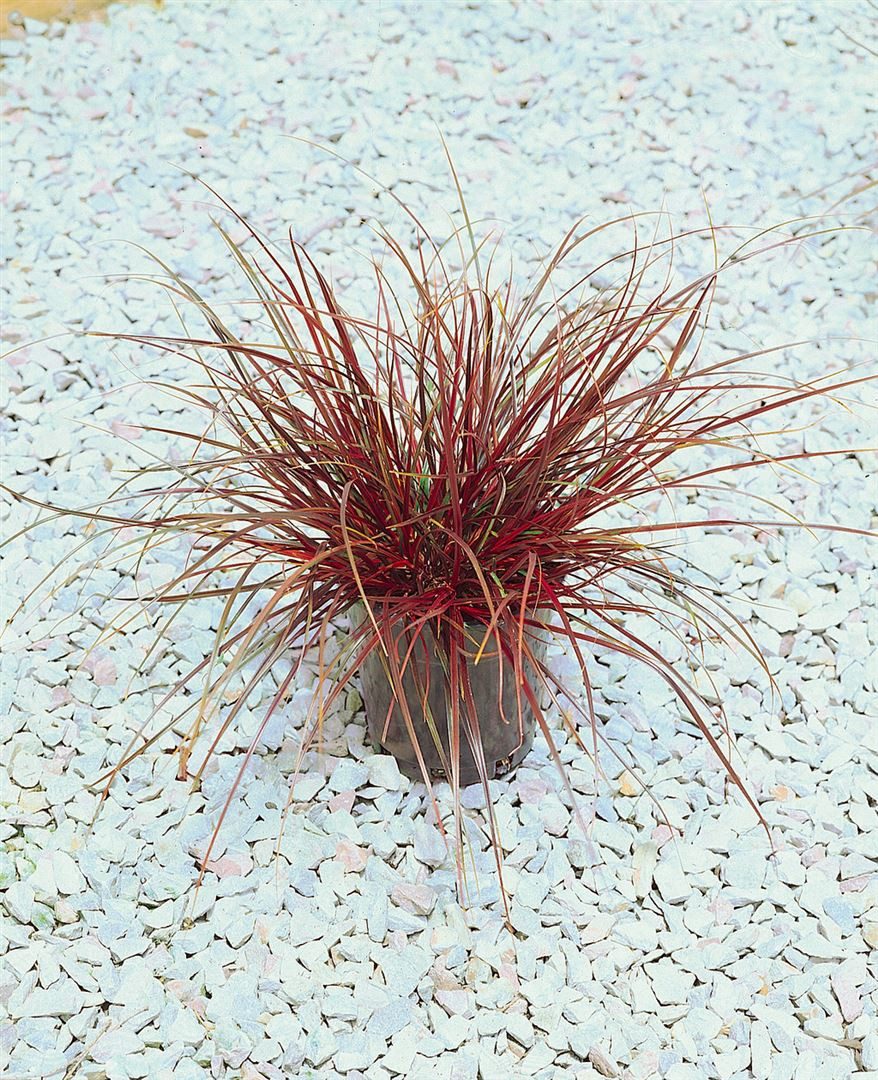 Pflanzen für Dich Gräser Uncinia rubra, 1 St., Roter Haken-Segge, Rote Segge, rotbraun, grasartig – Bild 2 von 3
