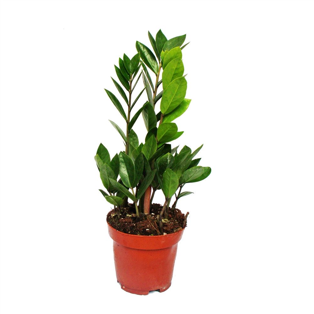 Exotenherz Zimmerpflanze Zamioculcas zamiifolia - Zamio Palme - Zamio Farn günstig online kaufen