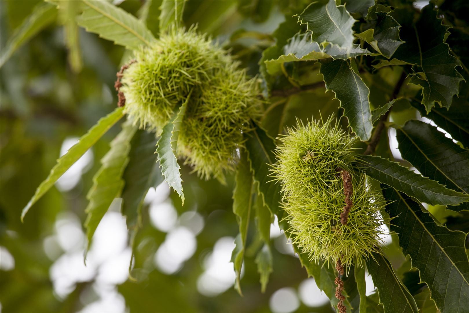 Pflanzen für Dich Baum Castanea sativa, 1 St., Edelkastanie, Esskastanie, Marone, essbare Nüsse, großwüchsig