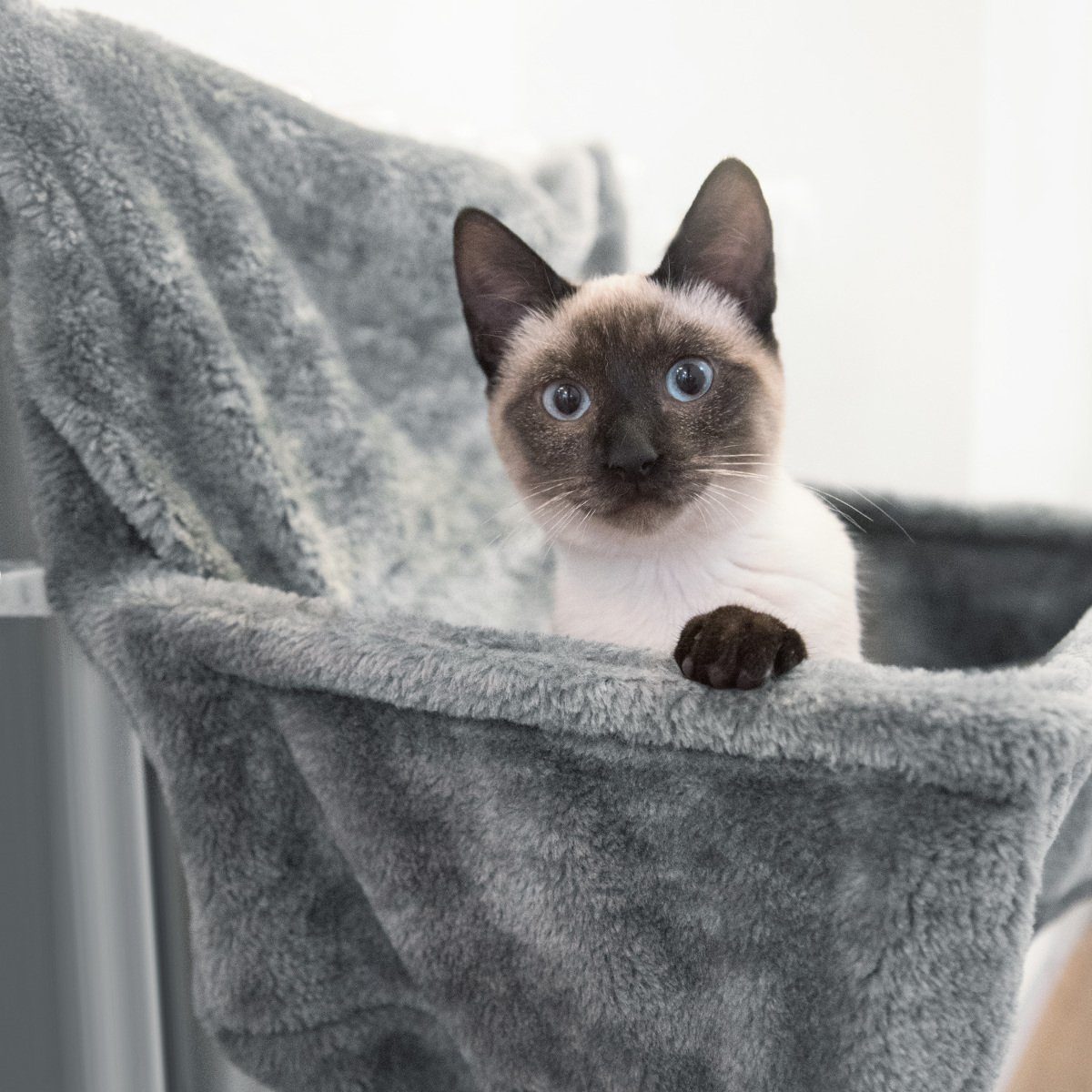 Navaris Katzen-Hängematte Katzen Kuschelsack für die günstig online kaufen