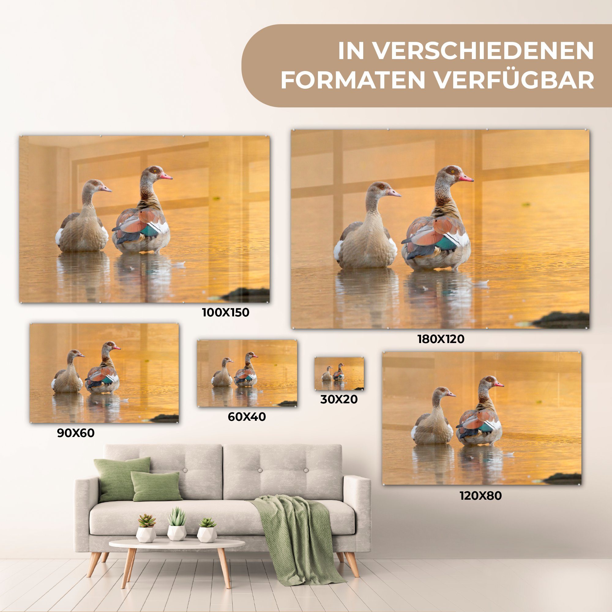MuchoWow Acrylglasbild Nilgans-Paar, (1 St), & Schlafzimmer Wohnzimmer Acrylglasbilder