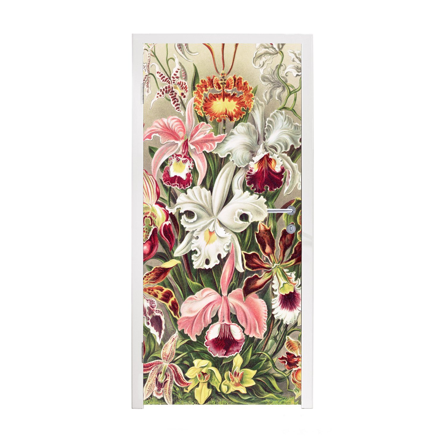 75x205 Matt, (1 Türaufkleber, St), Ernst Tür, Fototapete - Haeckel cm Jahrgang - Orchidee, - Türtapete Blumen MuchoWow für bedruckt,