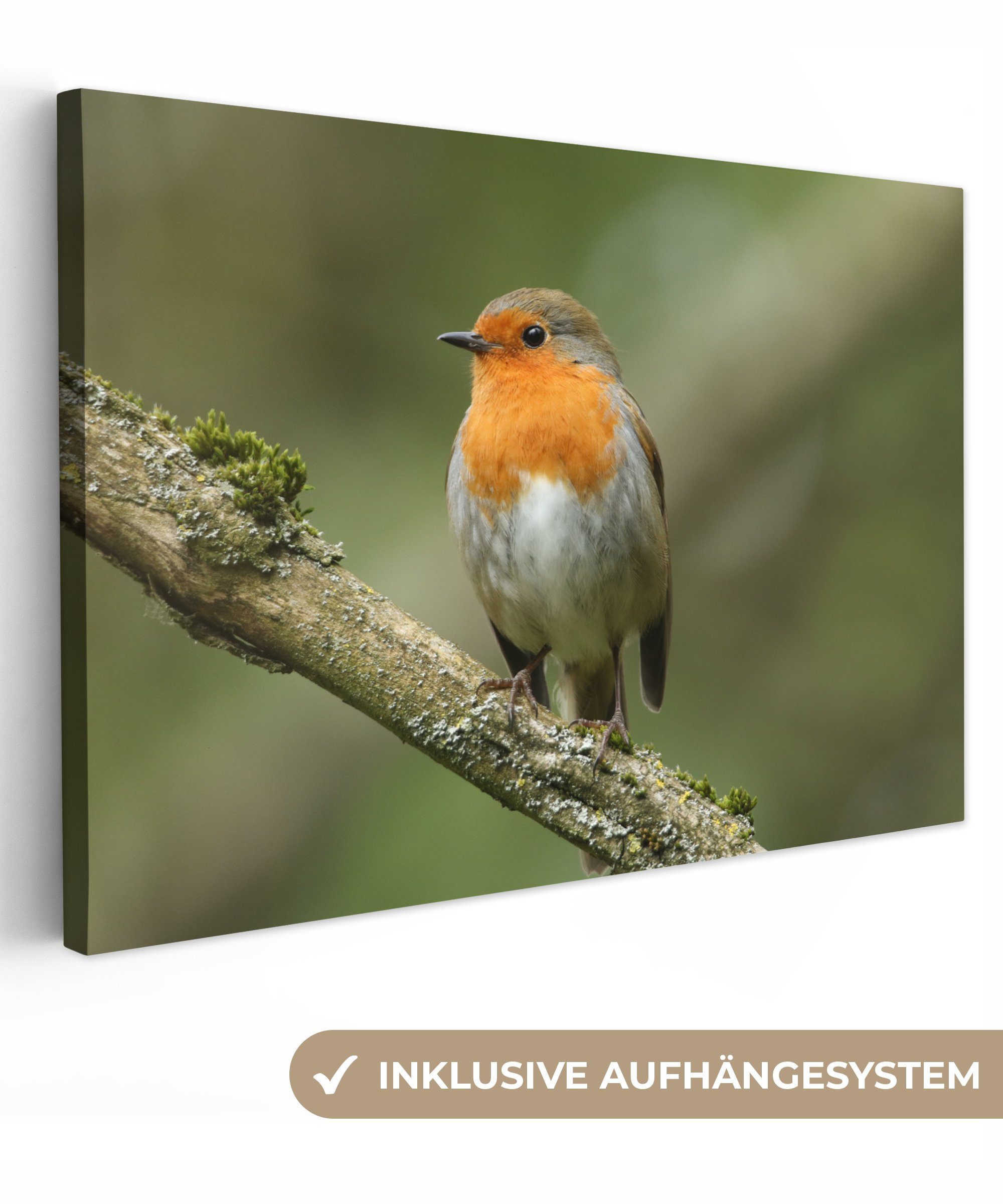 OneMillionCanvasses® Leinwandbild Vogel - Rotkehlchen - Zweig - Pflanzen, F günstig online kaufen