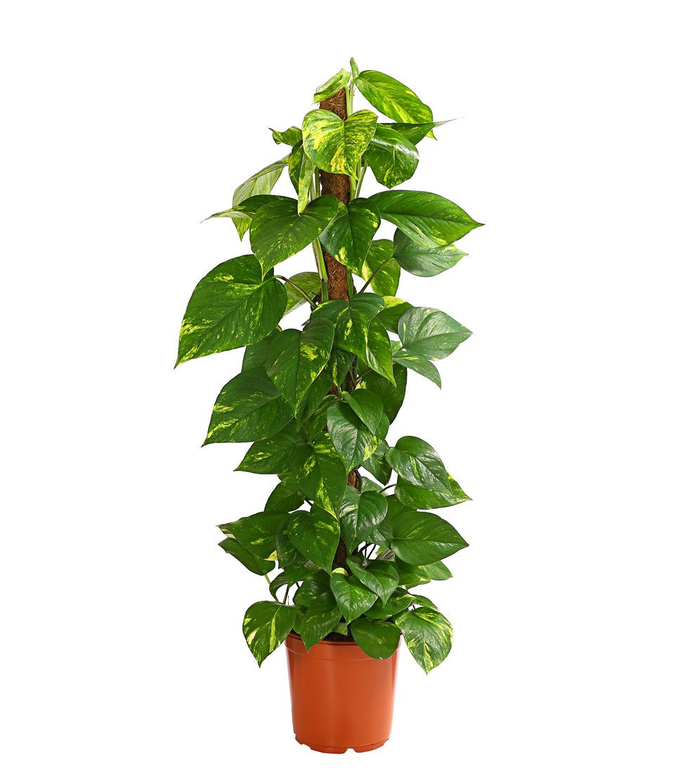 Zimmerpflanze Efeutute, Epipremnum aureum, an Moosstab gebunden