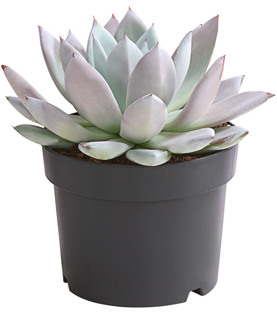 Dehner Sukkulente Echeverie Mexican Giant, 15-25 cm inkl. Pflanztopf, Ø Topf 17 cm, zartrosa-blaue Sukkulente mit rosettenförmigem Wuchs