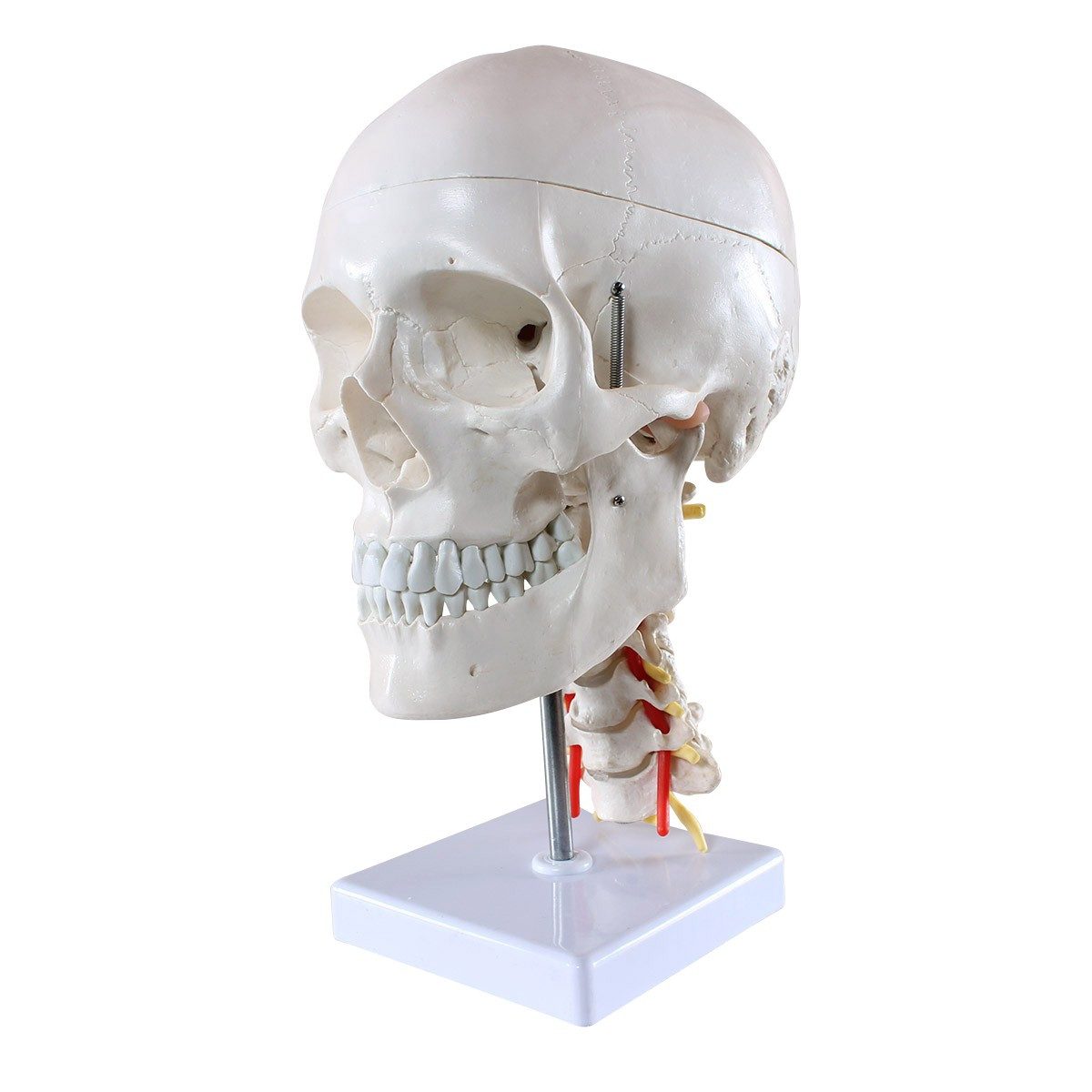 Cranstein Scientific Dekoobjekt Schädel Anatomie Modell lebensgroß 4 teilig Halswirbelsäule auf Stativ