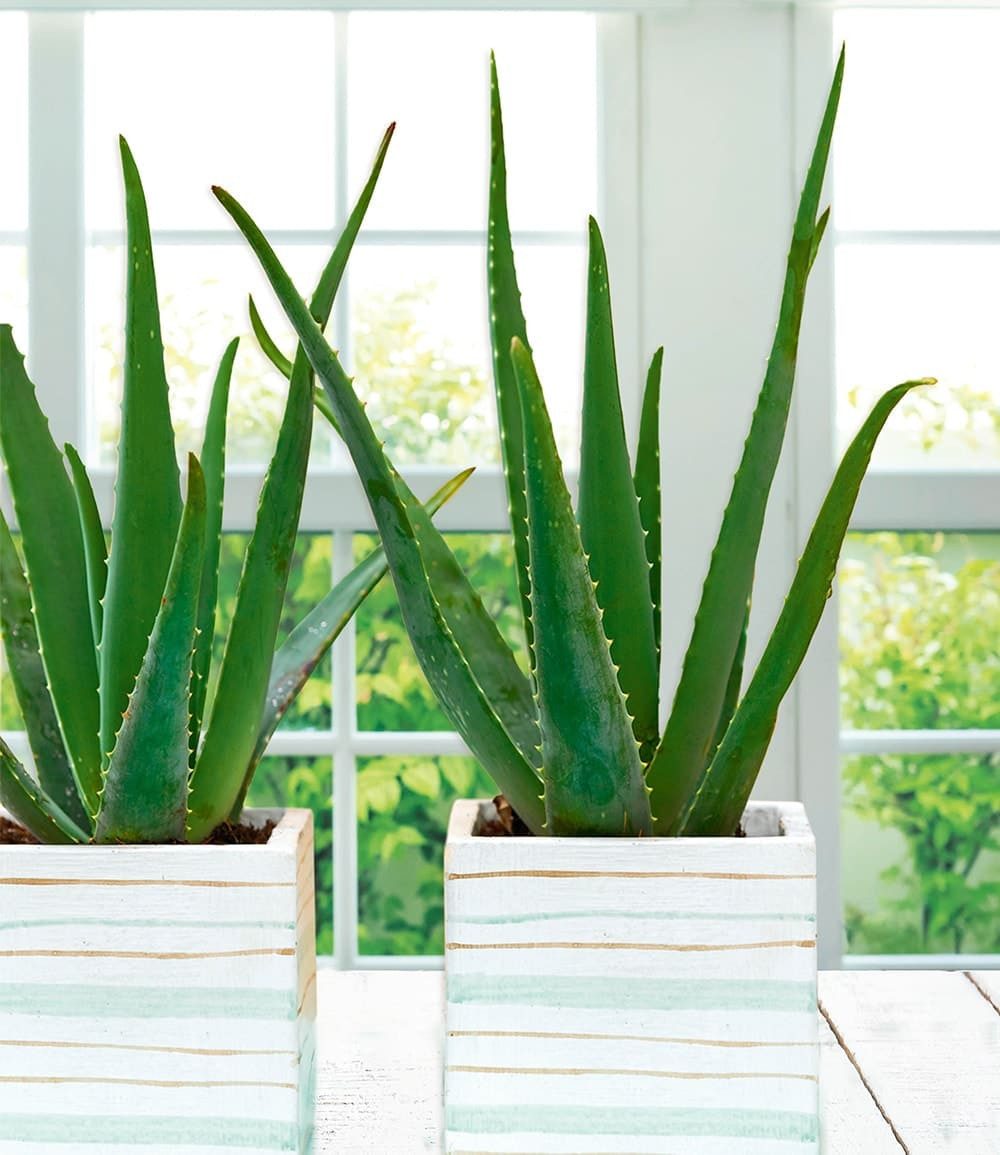BALDUR Garten Zimmerpflanze Aloe Vera im 10,5 cm Topf, 1 St., Barbadosiensis, pflegeleicht