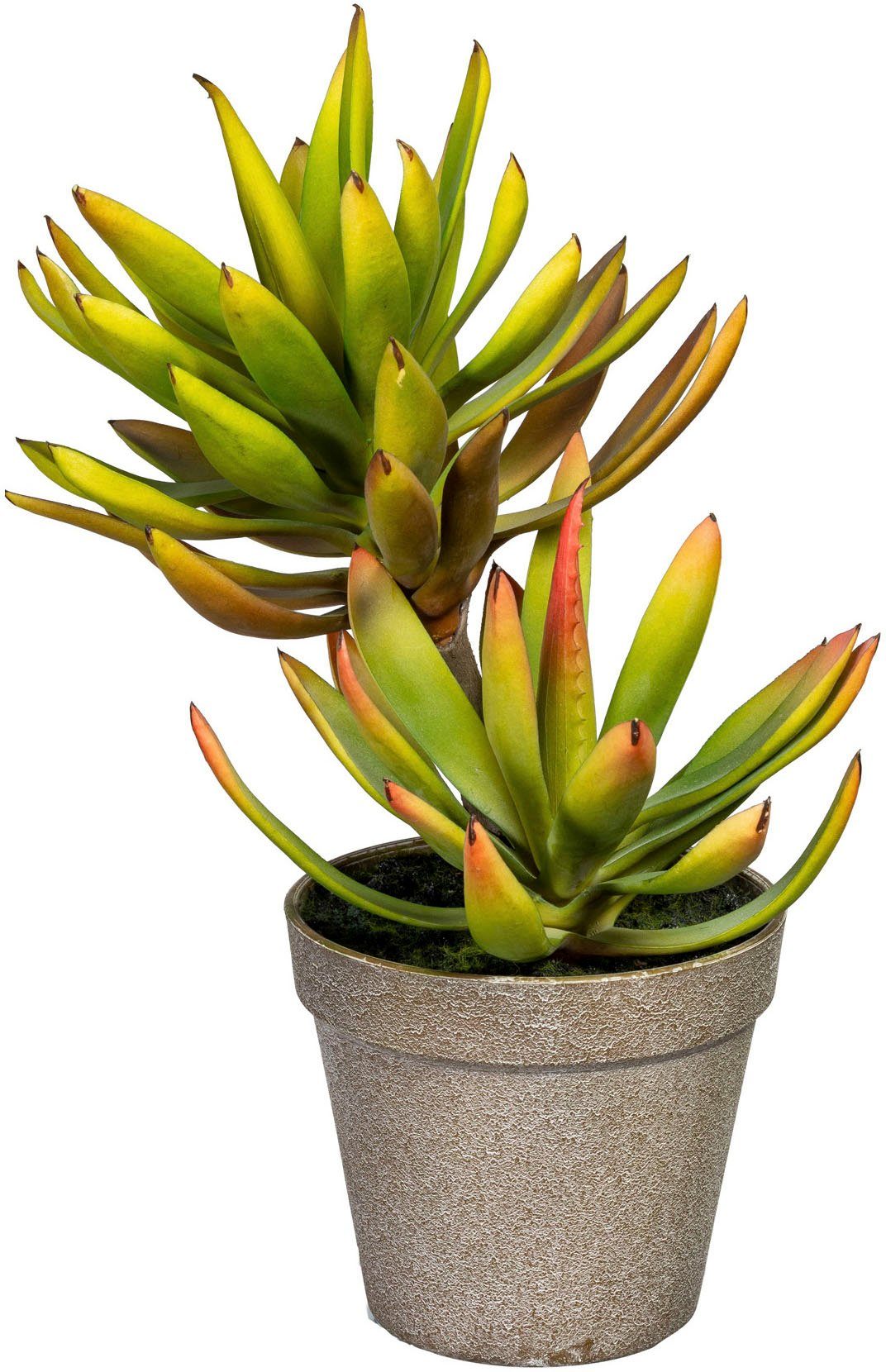 Künstliche Zimmerpflanze Deko-Sukkulente Aloe plicatilis
