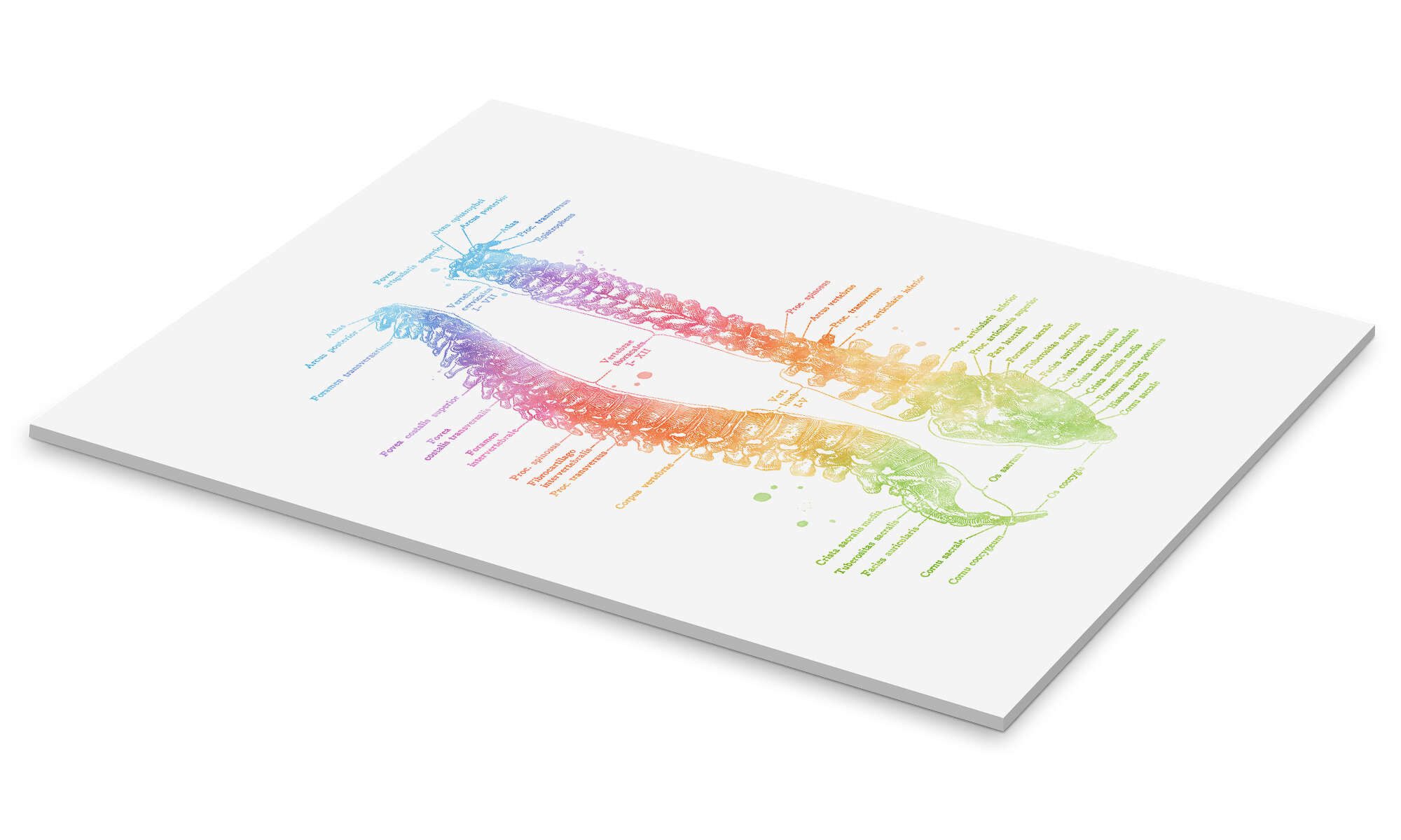 Posterlounge Wandbild Regenbogen-Wirbelsäule, beschriftet, Mod Pop Deco, erhältlich als Poster, Leinwandbild, Wandsticker oder Acrylglasbild