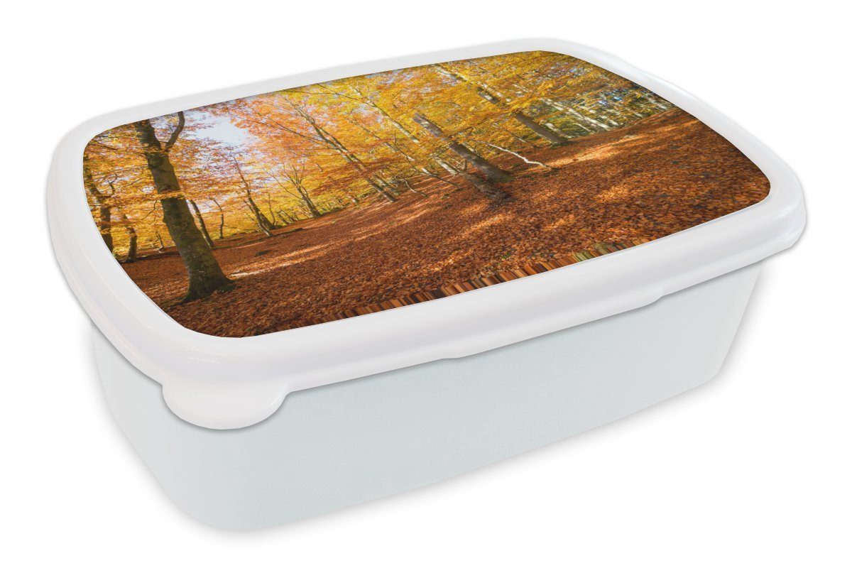 Brotbox MuchoWow Kunststoff, Erwachsene, weiß Mädchen und Herbstfarben, Buchenwald Jungs mit und Kinder Lunchbox Brotdose, für (2-tlg), für