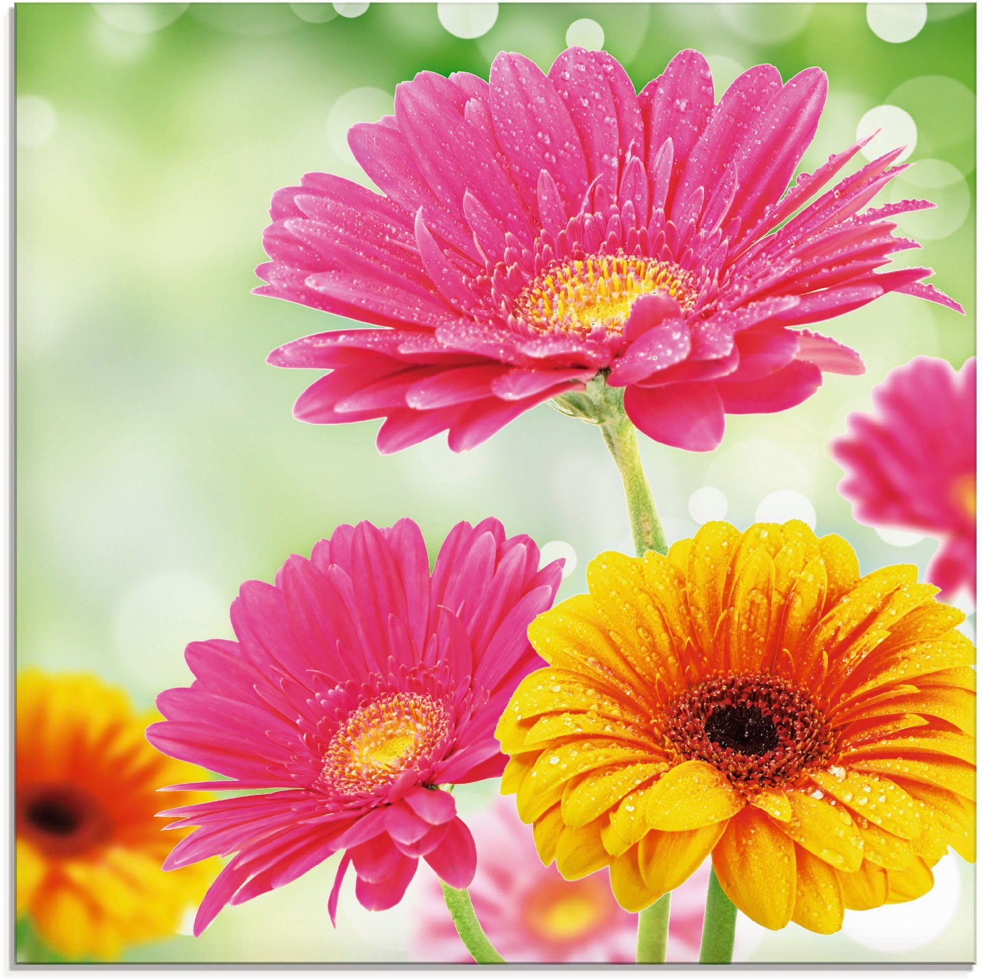 Glasbild Natürliche Romantik - Gerberas