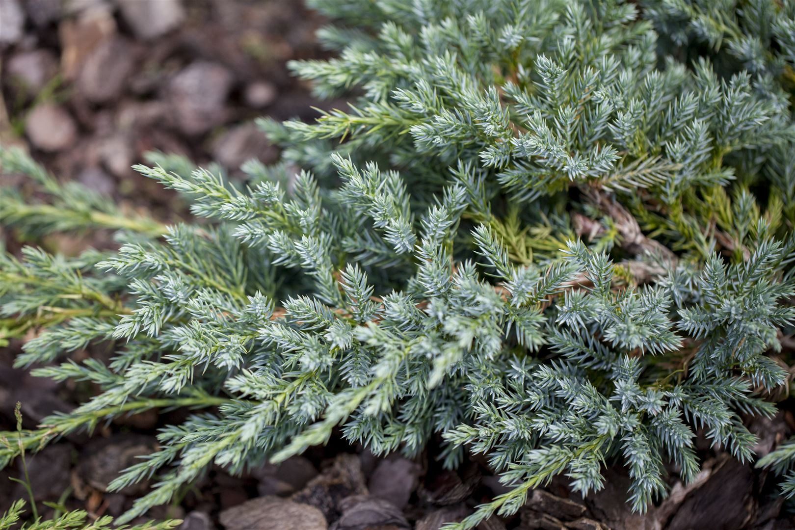Pflanzen für Dich Konifere Juniperus squamata Little Joanna, 1 St., Zwerg-Wacholder, Schuppen-Wacholder, blaugrün, kompaktwüchsig