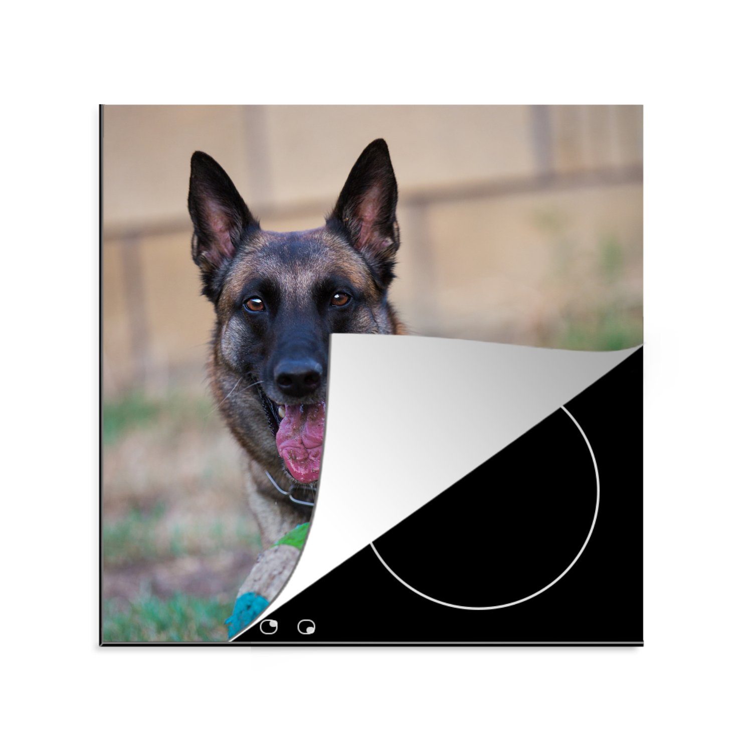 MuchoWow Herdblende-/Abdeckplatte Malinois Schäferhund hält den Ball mit der Pfote, Vinyl, (1 tlg), 78x78 cm, Ceranfeldabdeckung, Arbeitsplatte für küche