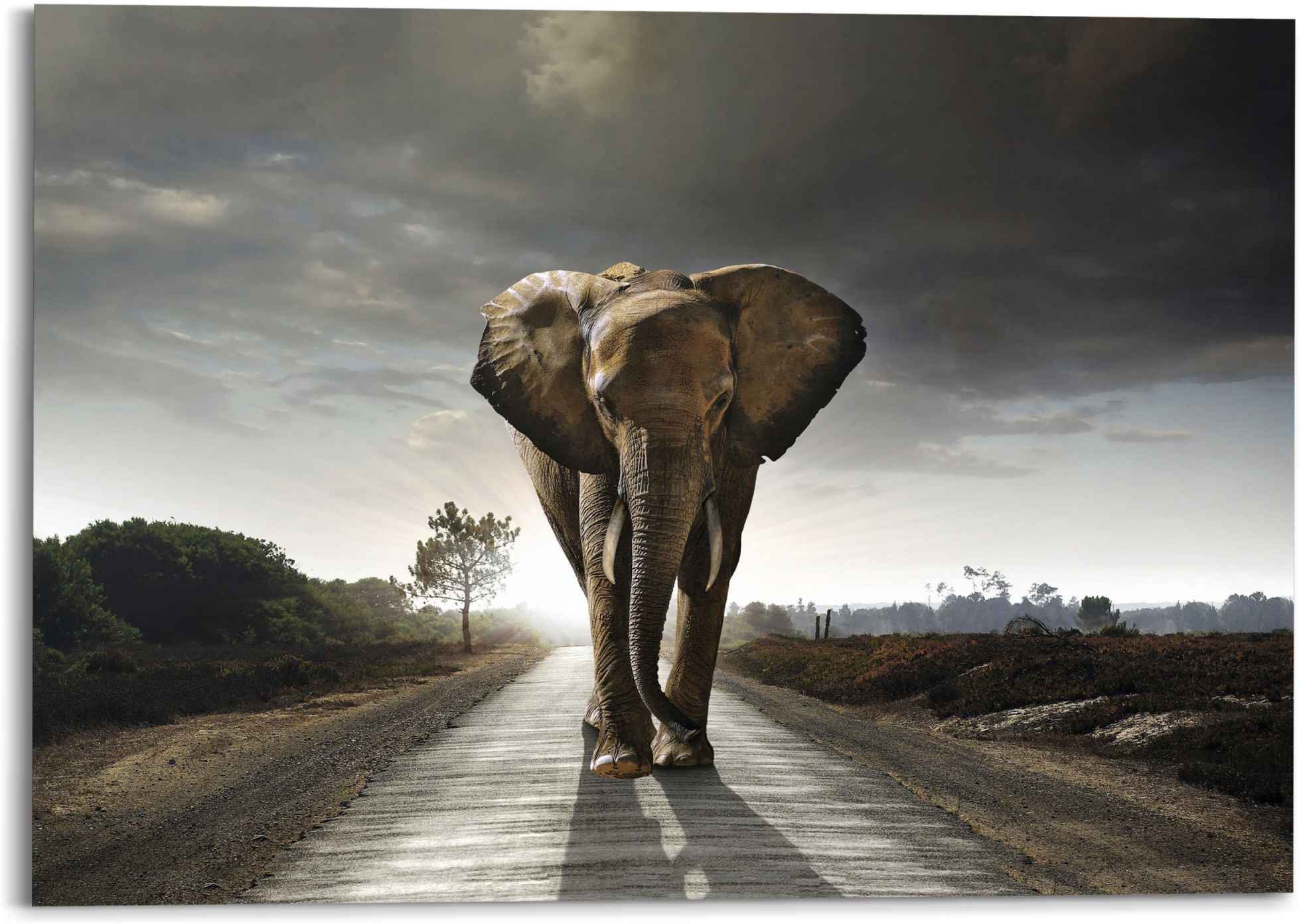 Reinders! - Wandbild Elefant - (1 Tiermotiv Elefantenkönig St) Natur,