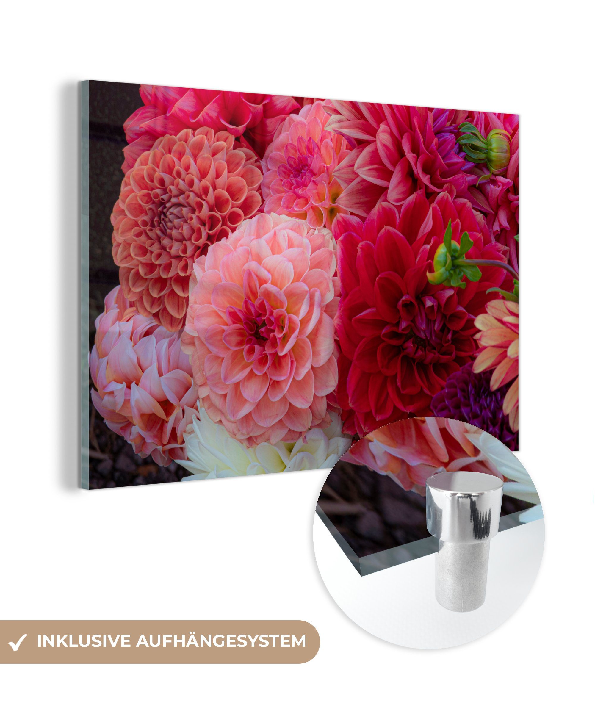 MuchoWow Acrylglasbild Blumen - Chrysantheme - Rosa, (1 St), Acrylglasbilder Wohnzimmer & Schlafzimmer
