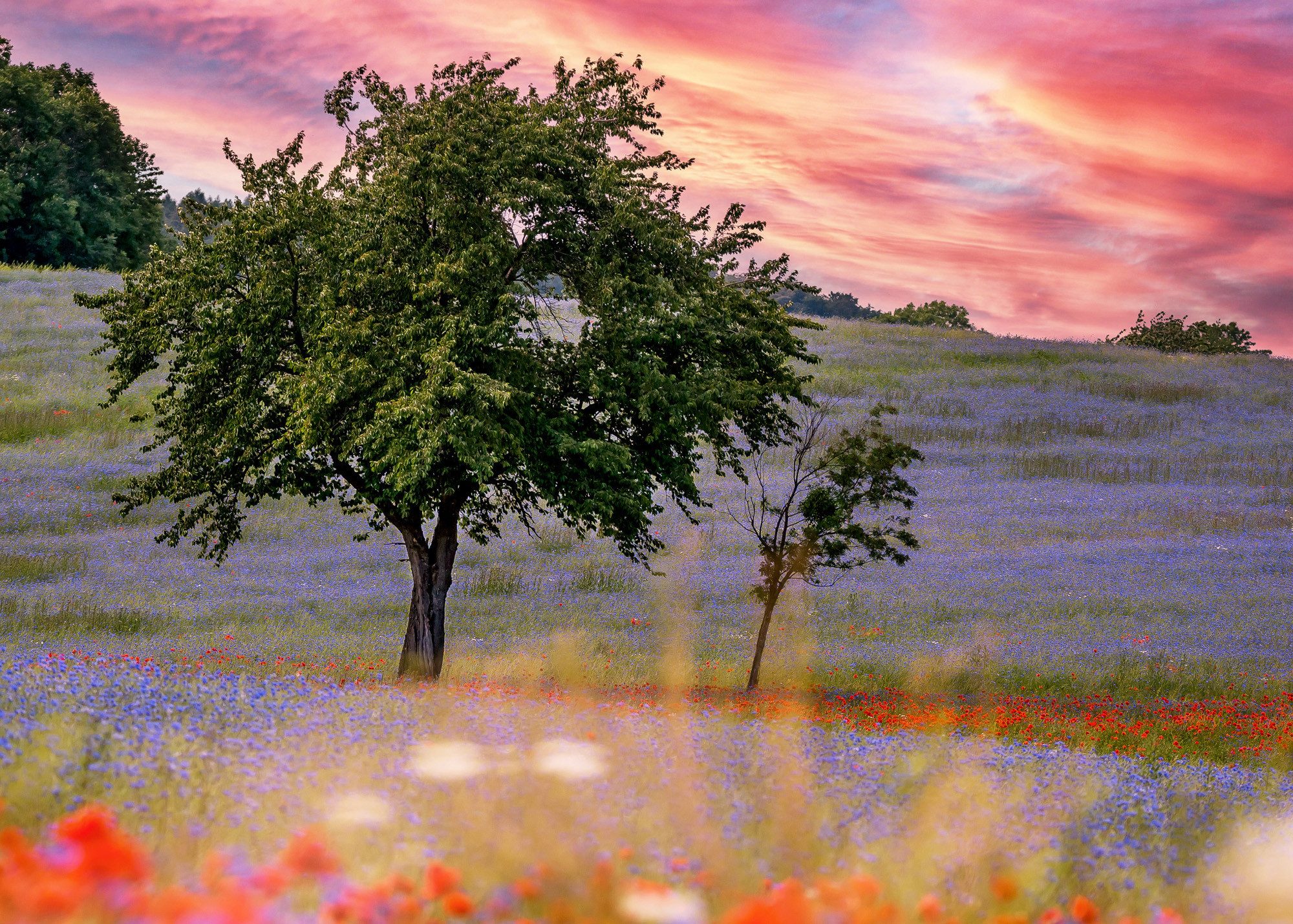 Rasch Fototapete Sonnenuntergang mit Kornblumen, Mohn & Baum - Vliestapete Grün Rot, floral, bedruckt, (1 Rolle, 1 St., Kollektion 'Magicwalls' - 2,65 m x 3,71 m), Lichtbeständige Farben - Feucht abwischbar - Restlost abziehbar