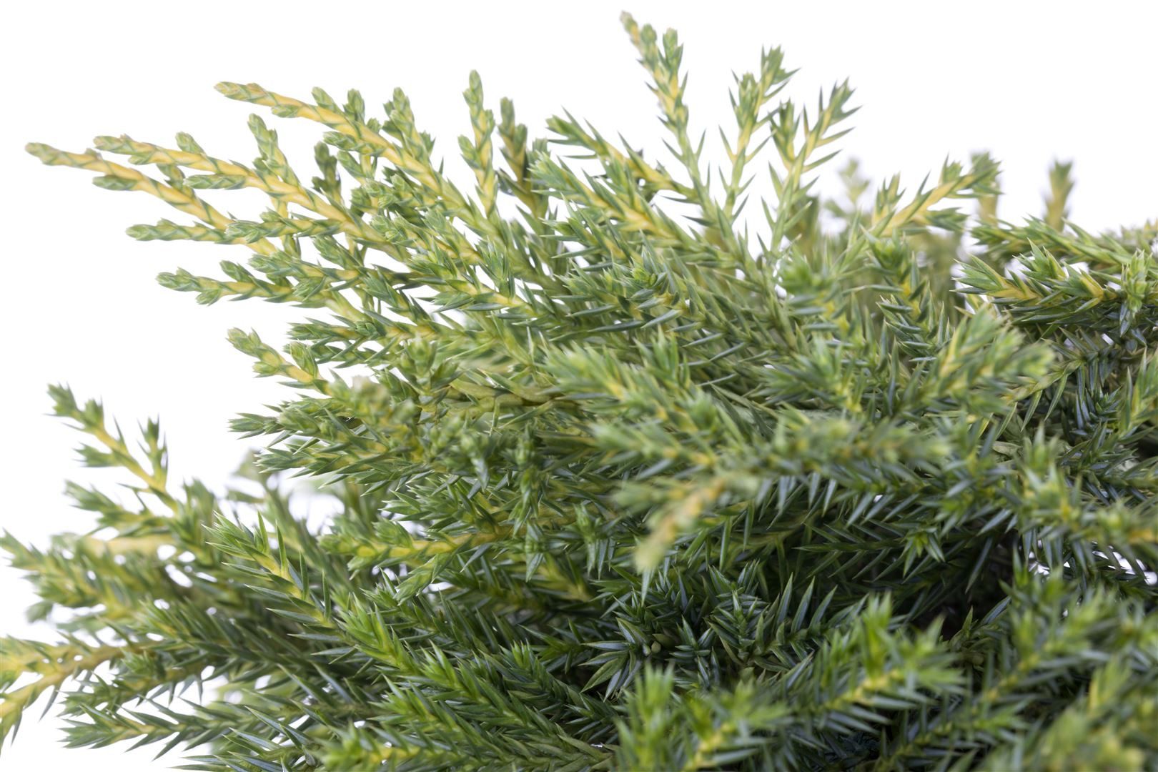 Pflanzen für Dich Konifere Juniperus media Golden Saucer, 1 St., Gold-Wacholder, Zwergwacholder, goldgelb, flachwachsend