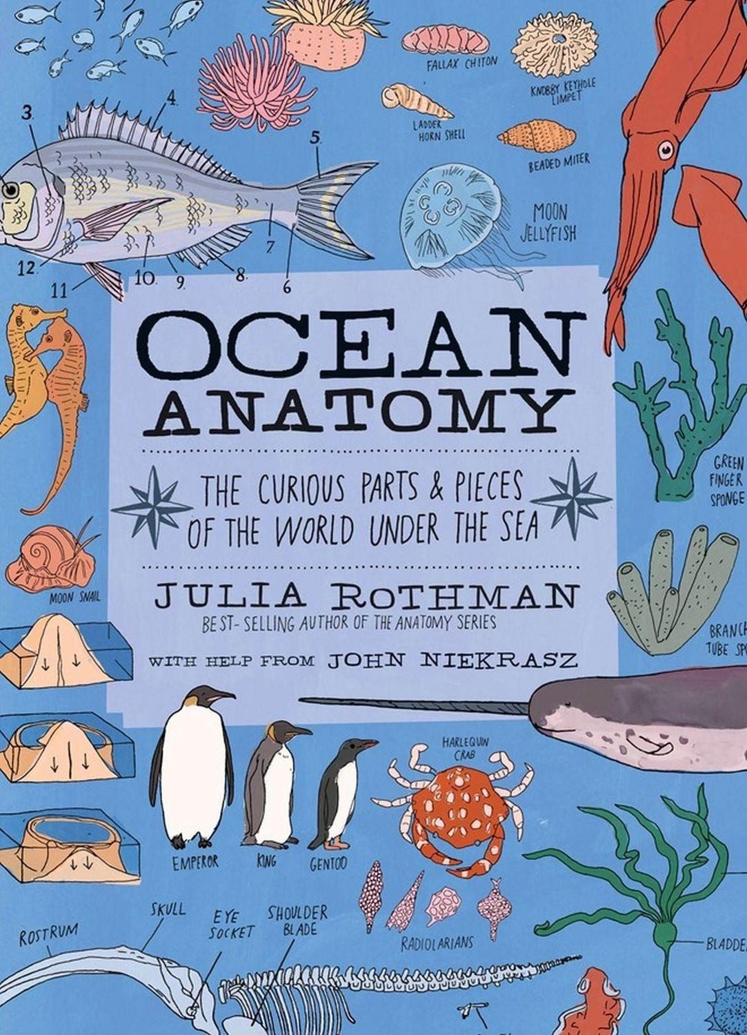 Ocean Anatomy The Curious Parts & Pieces of the World under the Sea / Julia Rothman