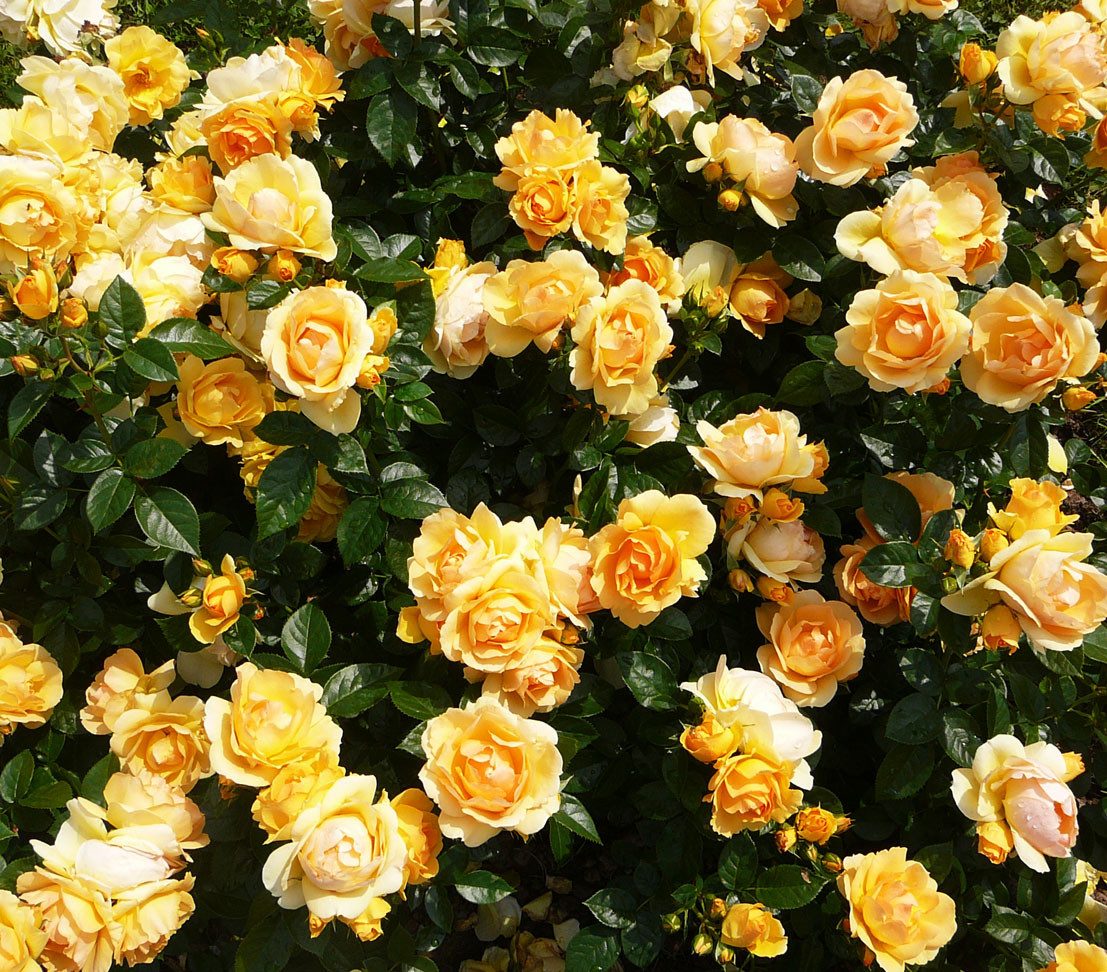 Dehner Rose Beetrose Hansestadt Rostock®, gelb- apricot-farbene, gefüllte und duftende Blüten, Züchter Tantau