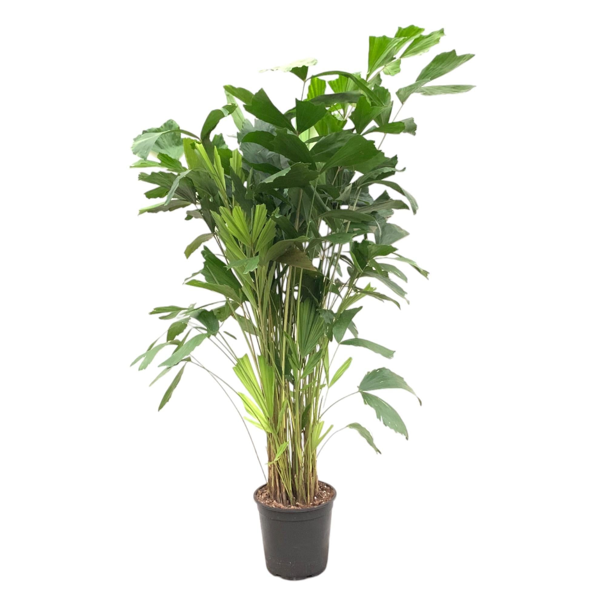 Florora Zimmerpflanze Caryota Mitis – Fischschwanzpalme – 140 cm – Topf 24 cm