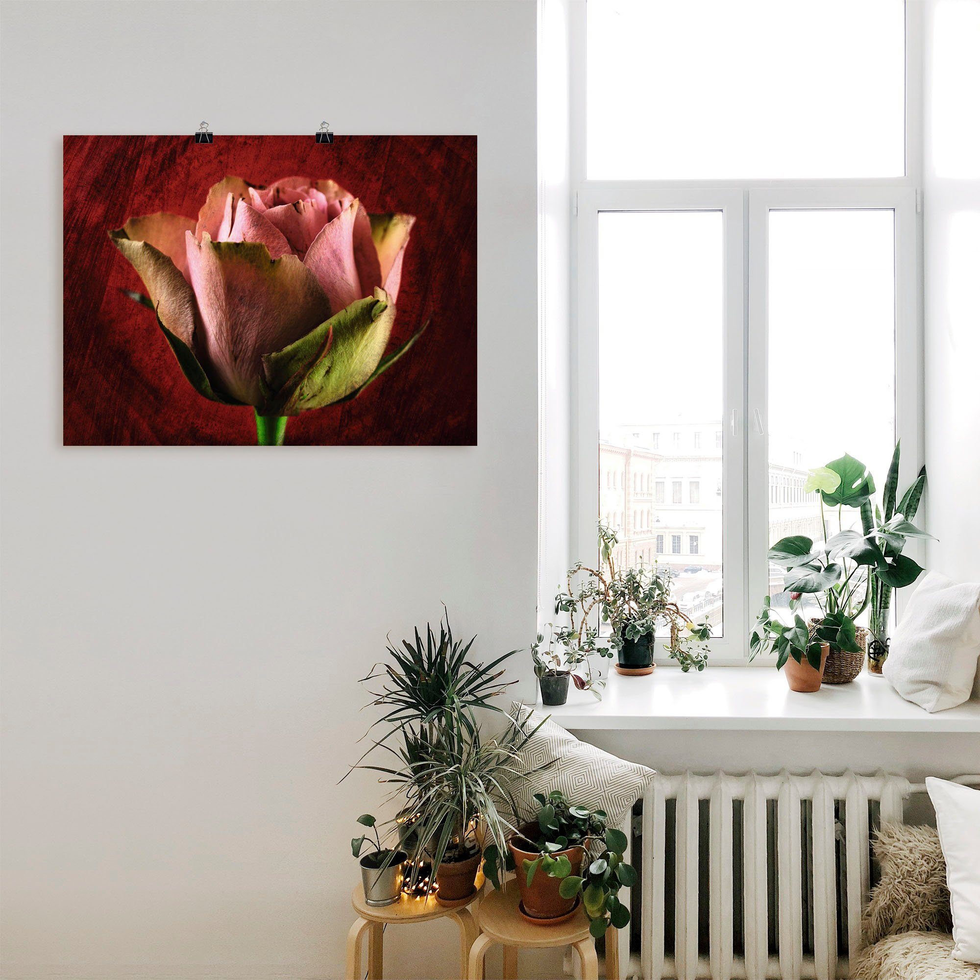Artland Poster Rosa Rose, Blumen (1 St), ohne Rahmen