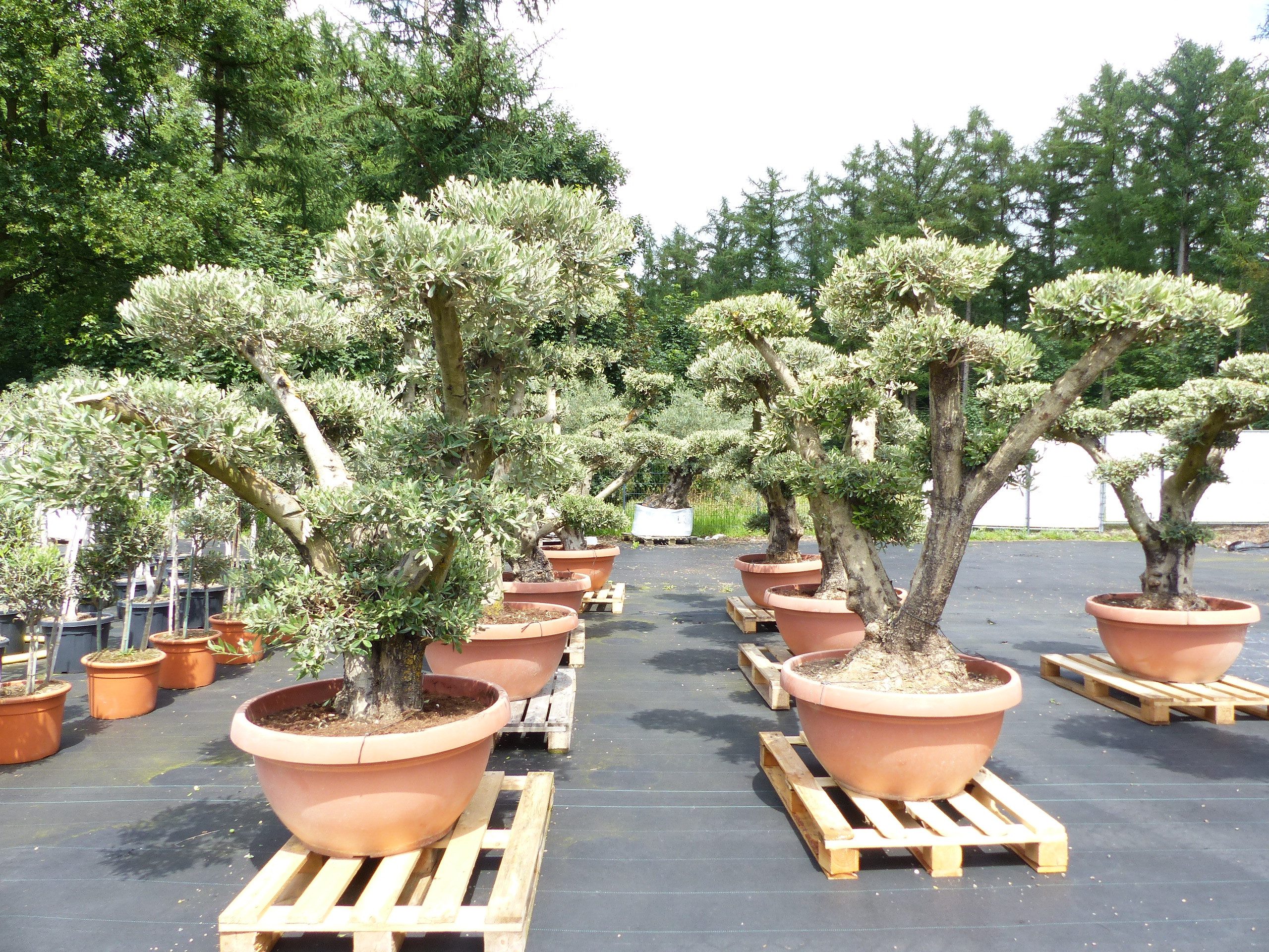 gruenwaren jakubik Olivenbaum