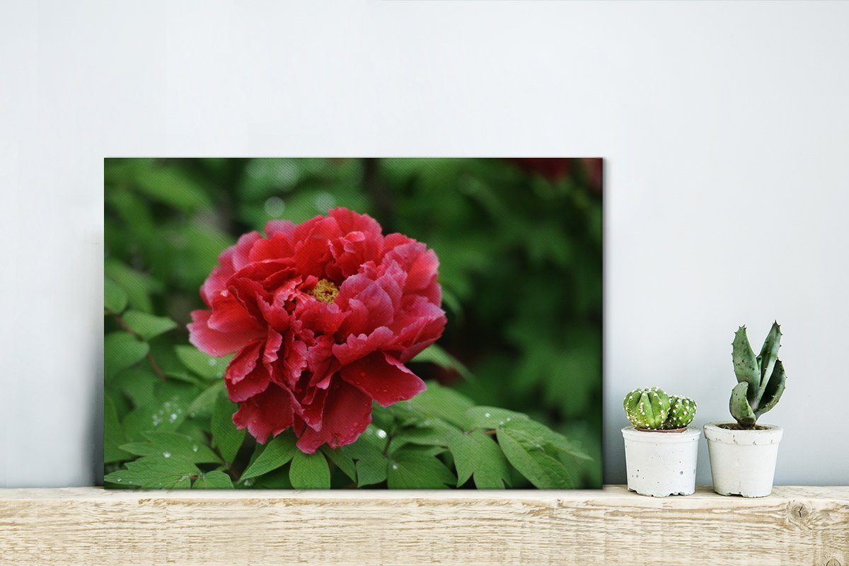Frühling, Leinwandbilder, im Wanddeko, OneMillionCanvasses® Pfingstrose Leinwandbild (1 rote Eine Wandbild St), Aufhängefertig, 30x20 cm