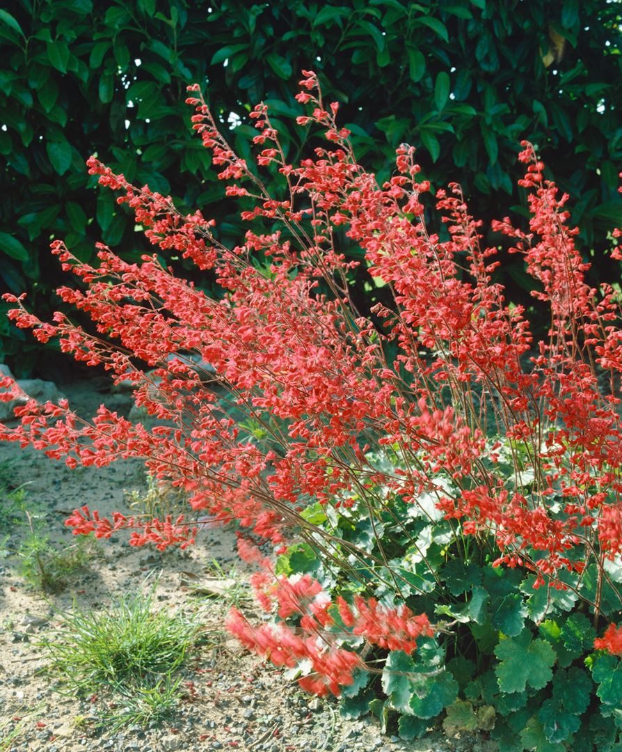 Pflanzen für Dich Staude Heuchera sanguinea, 1 St., Purpurglöckchen, Rotes Purpurglöckchen