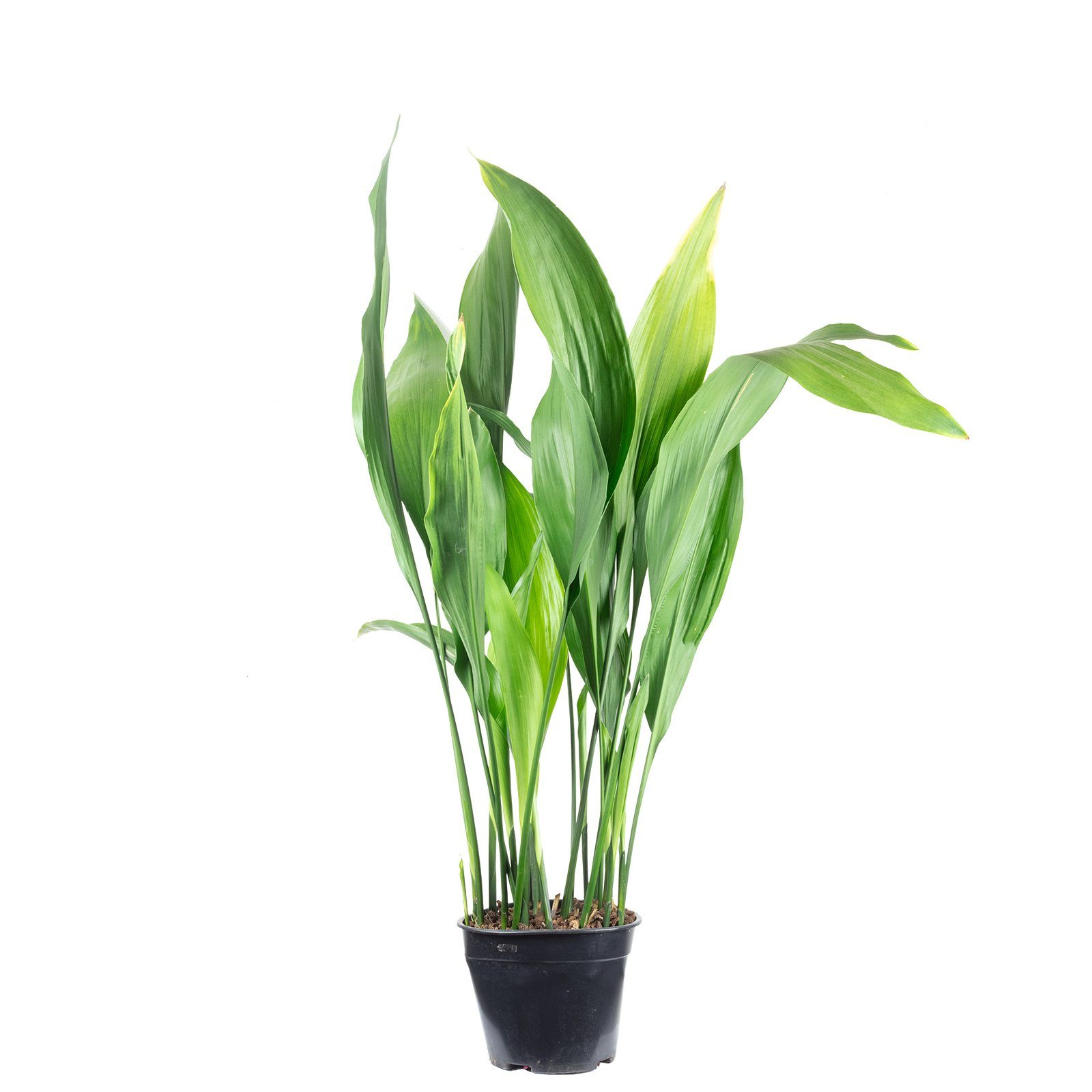 Flowerbox Zimmerpflanze Schusterpalme - Aspidistra elatior, - Höhe ca. 70 cm, Topf-Ø 19 cm