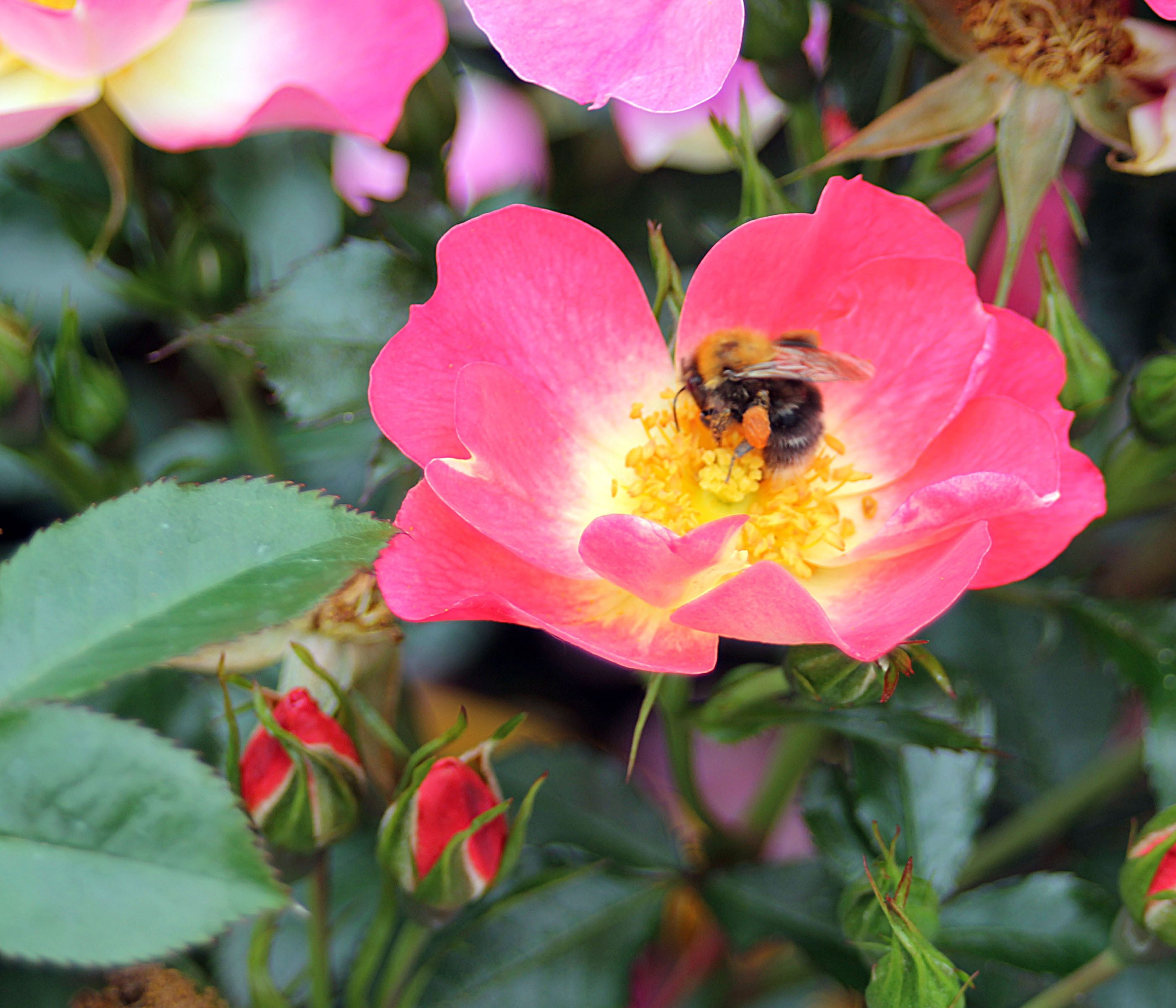 Dehner Rose Bodendeckerrose Bienenweide® Bicolor, 15-30 cm, zweifarbige pink-gelbe Blüten, insektenfreundlich, Züchter Tantau