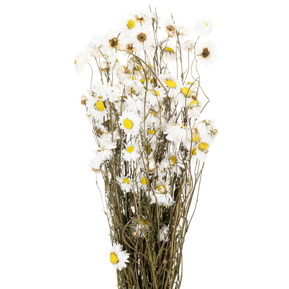 Trockenblume Trockenblumenstrauß Acroclinium für langlebige Dekorationen, Florists Products, Höhe 30 cm