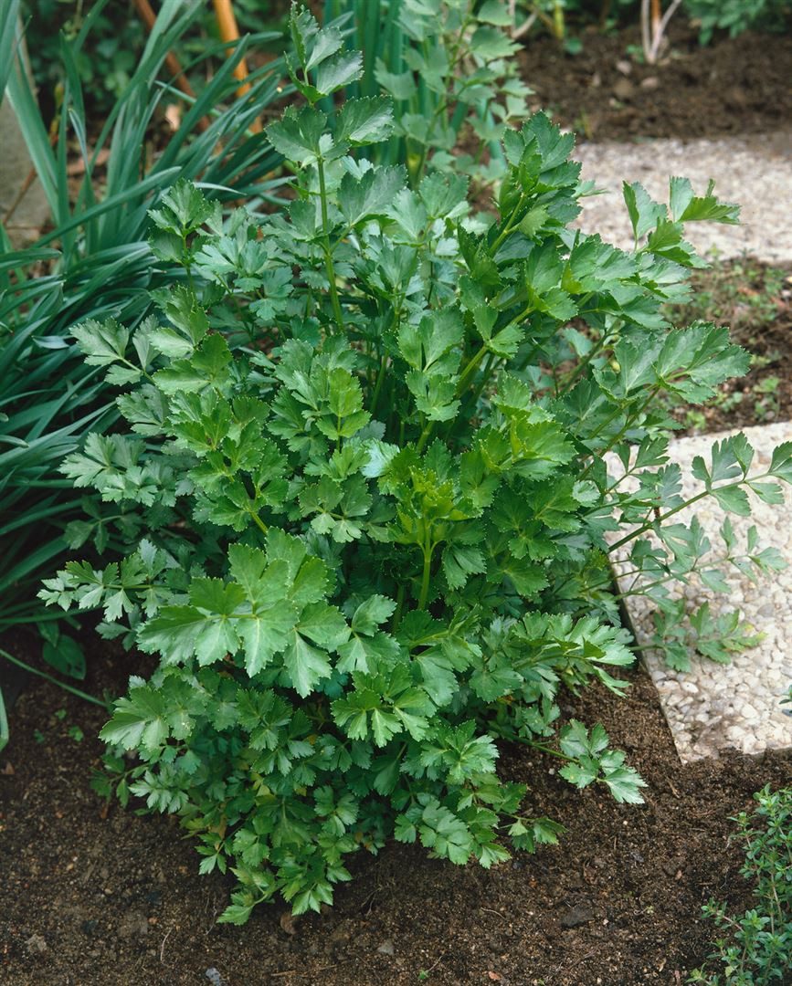 Pflanzen für Dich Staude Levisticum officinalis, 1 St., Liebstöckel, Maggik günstig online kaufen