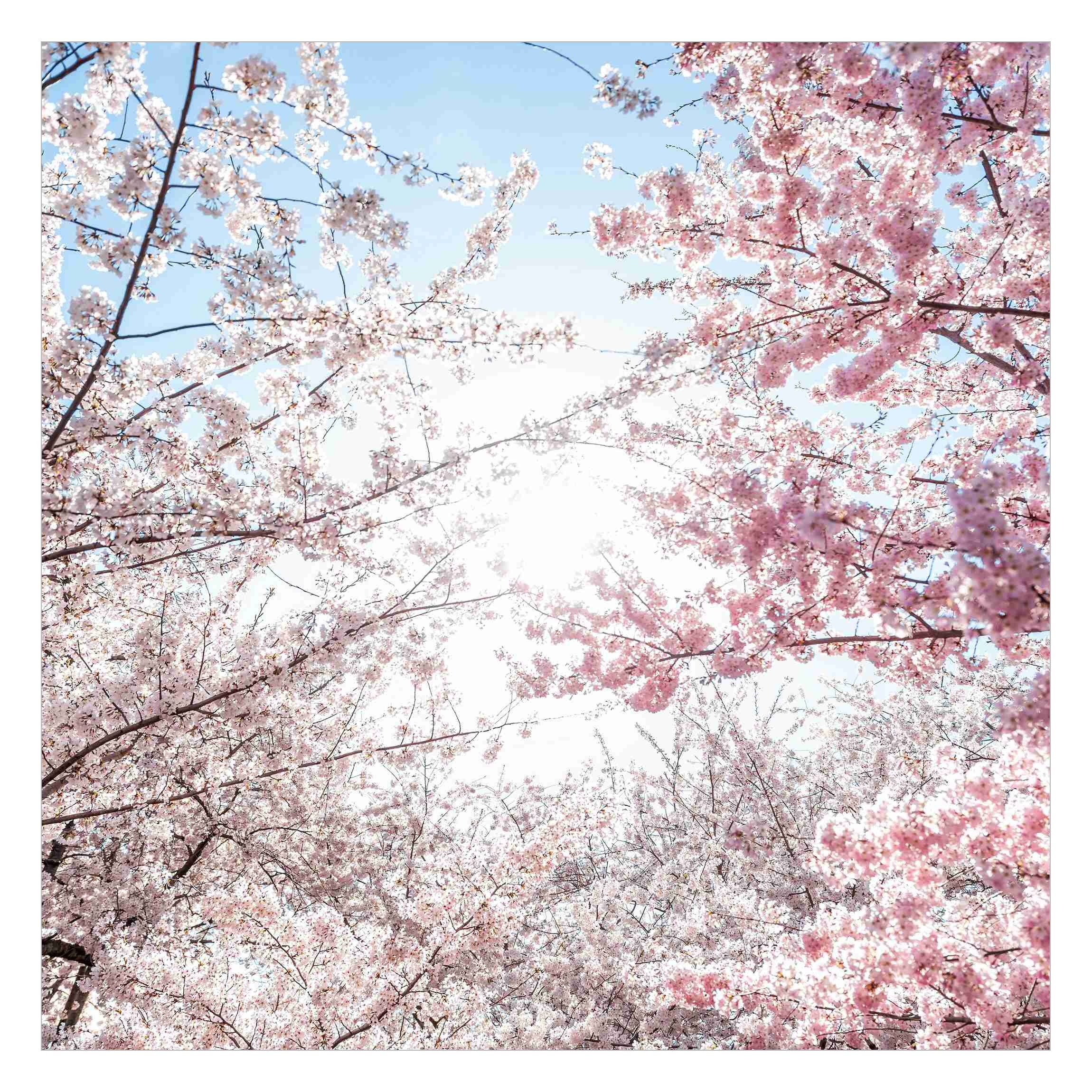 Bilderdepot24 Fototapete Blumen Kirschblütenzweigen Blumentapete Floral günstig online kaufen